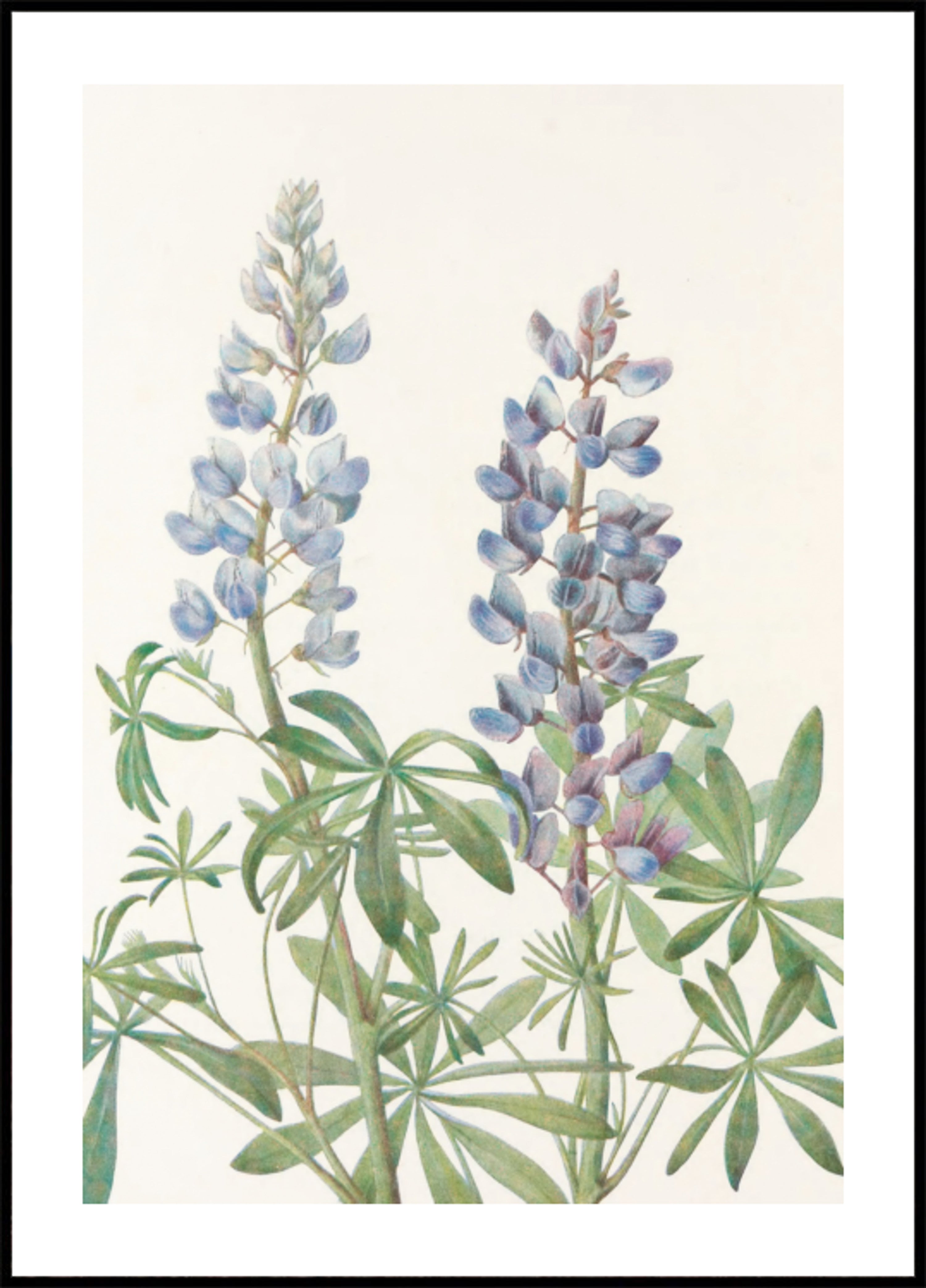 Relógio de sol tremoço de flores silvestres da América do Norte (1925), de Mary Vaux Walcott