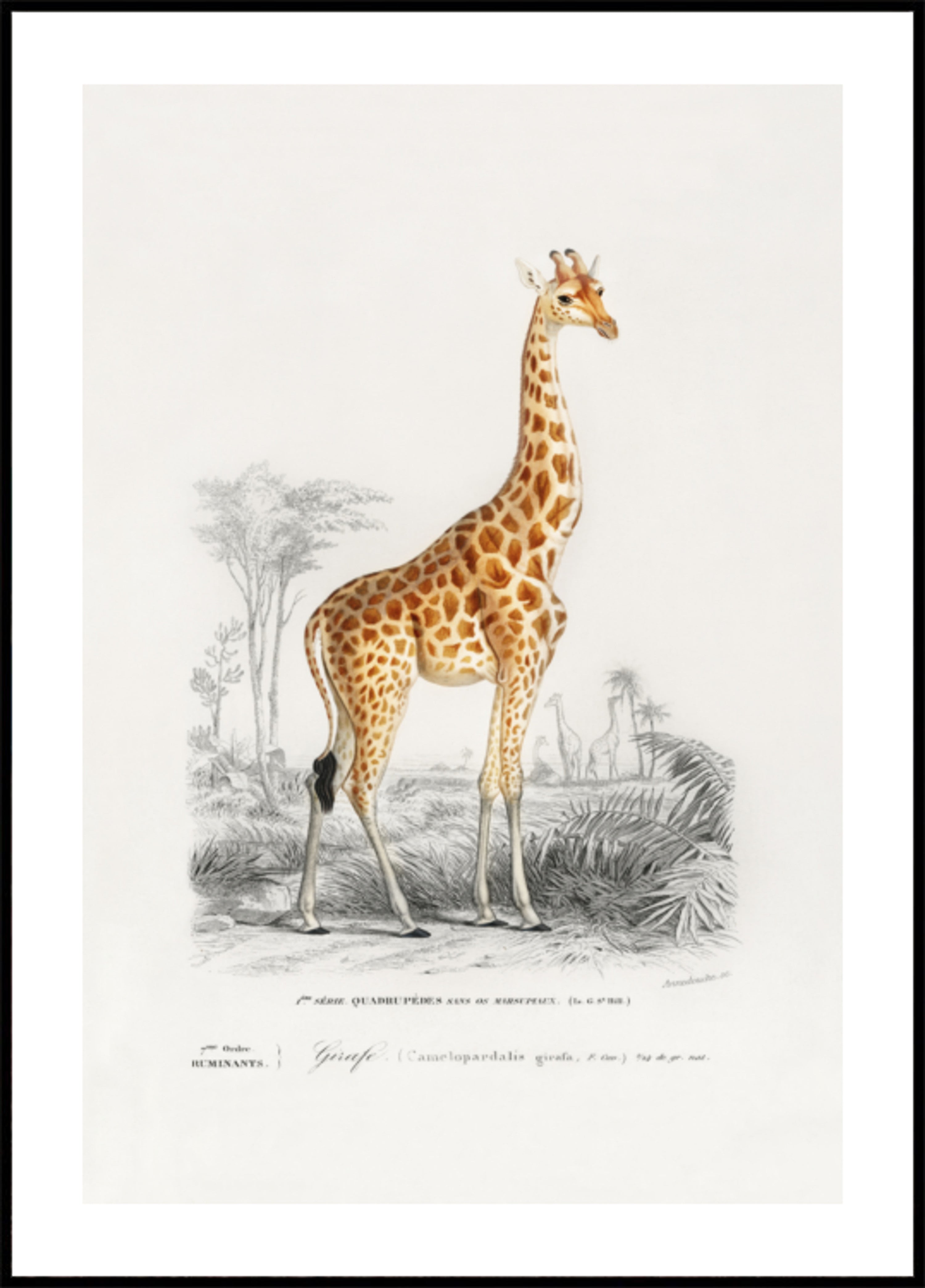 Girafa
