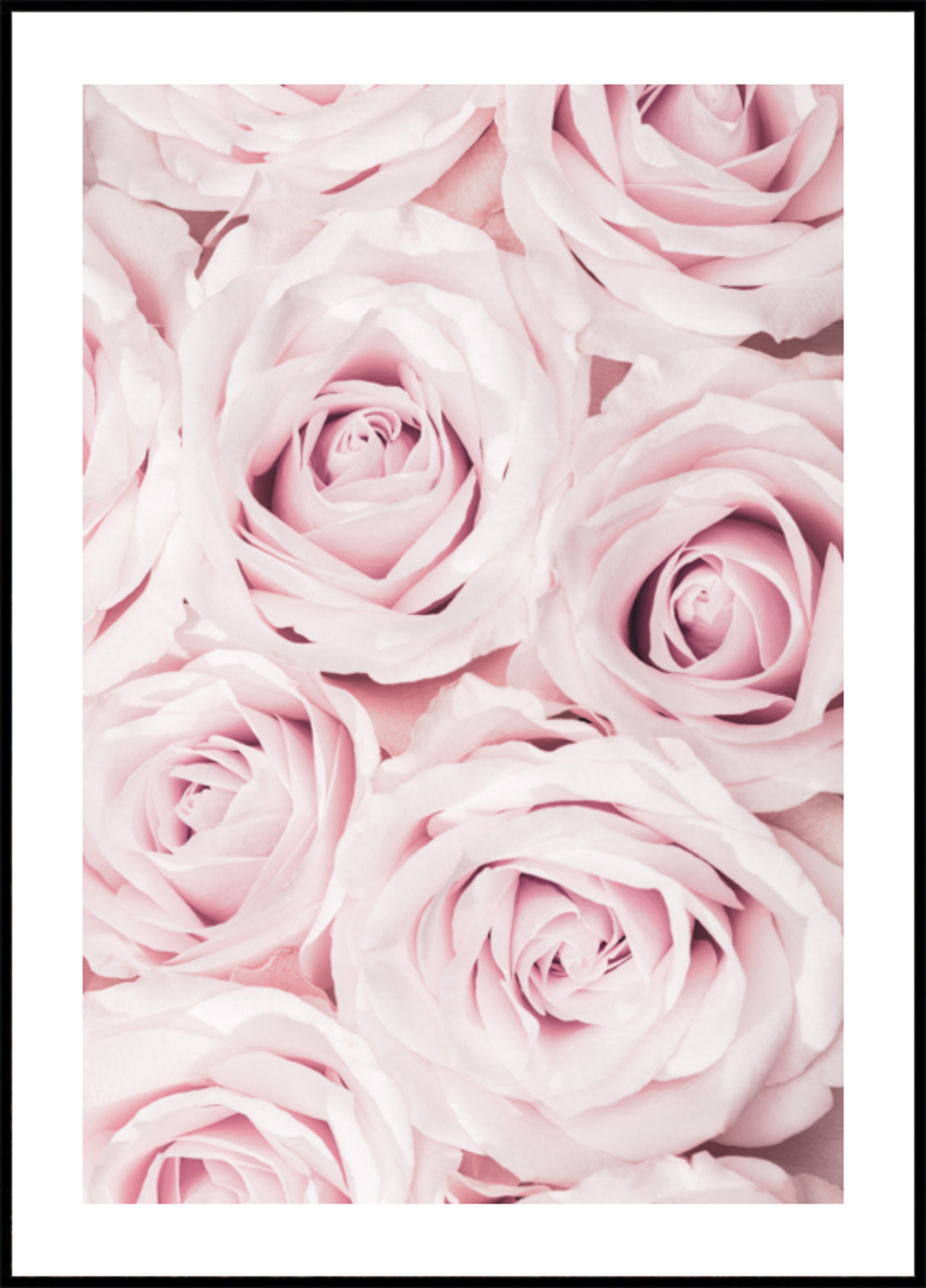 Rosas rosa suaves
