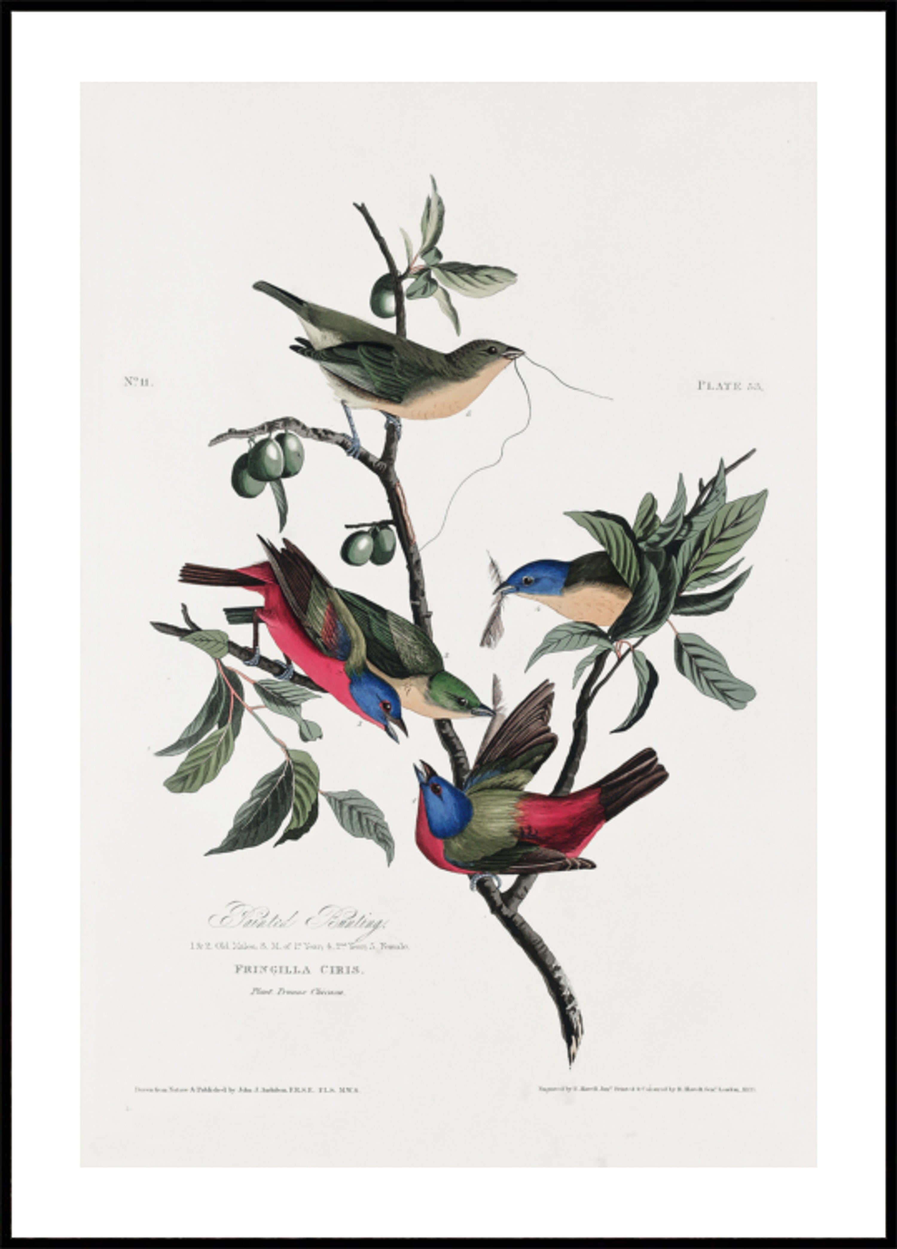 Passarinho pintado de pássaros da América (1827)