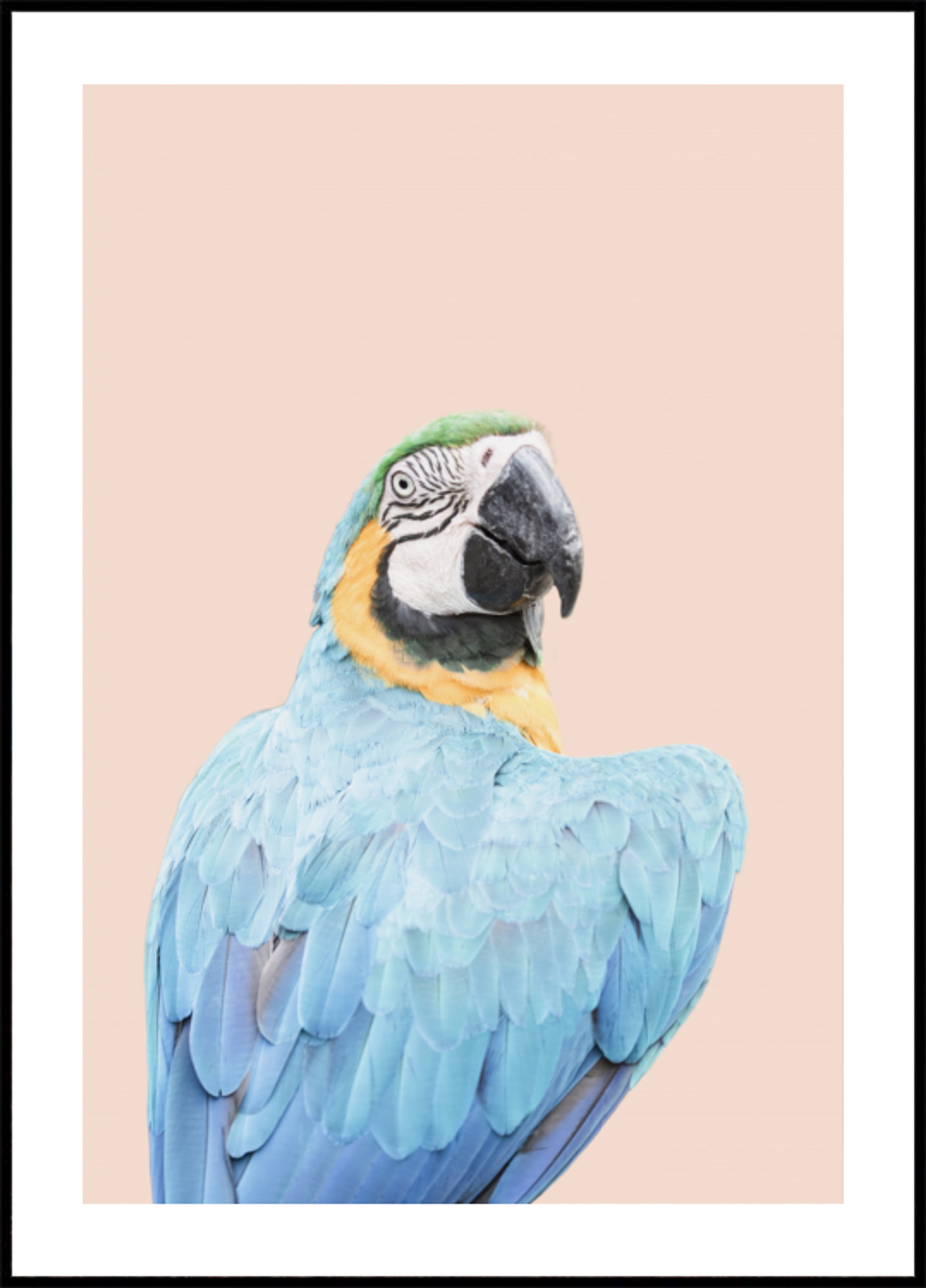 Arara Azul