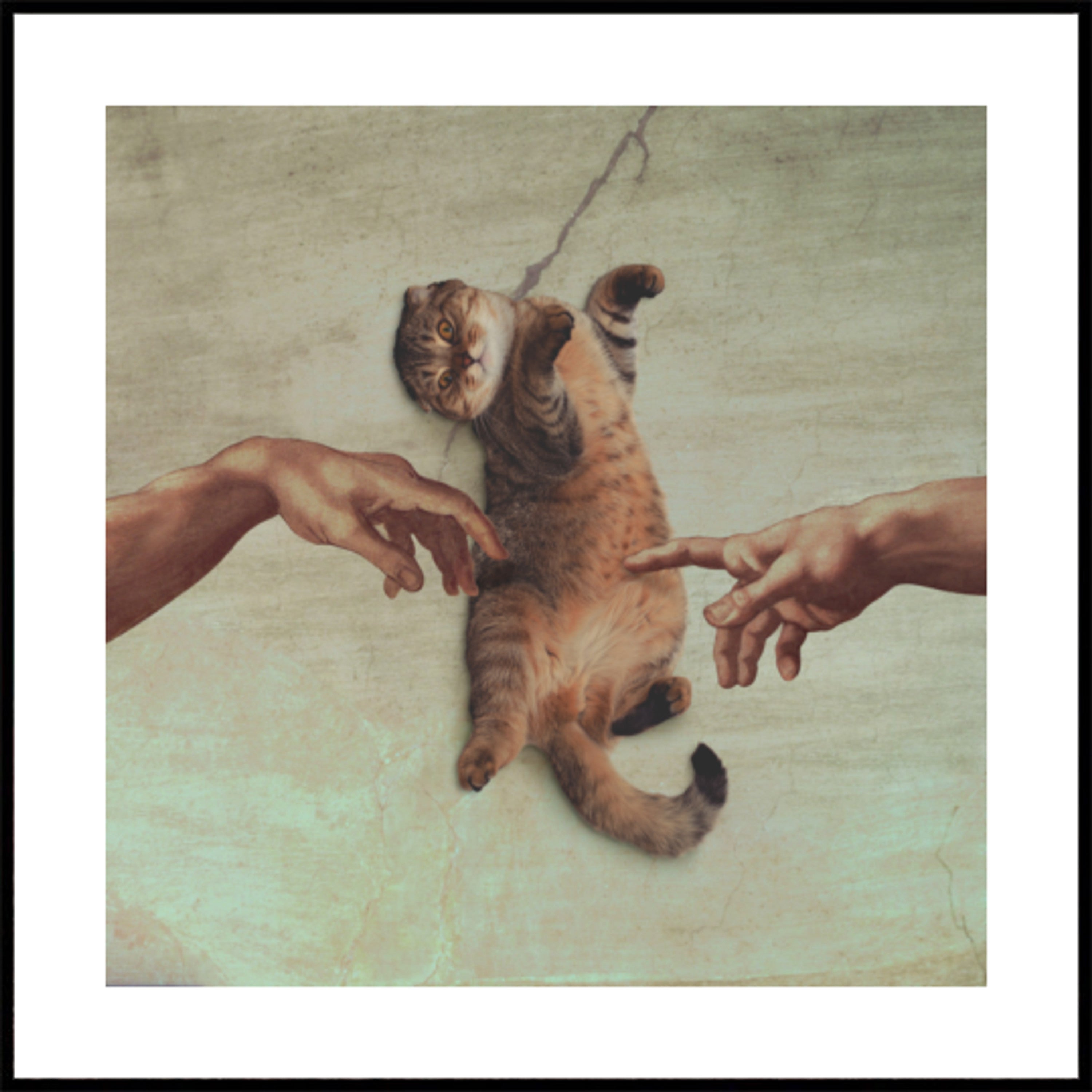 A Criação do Gato