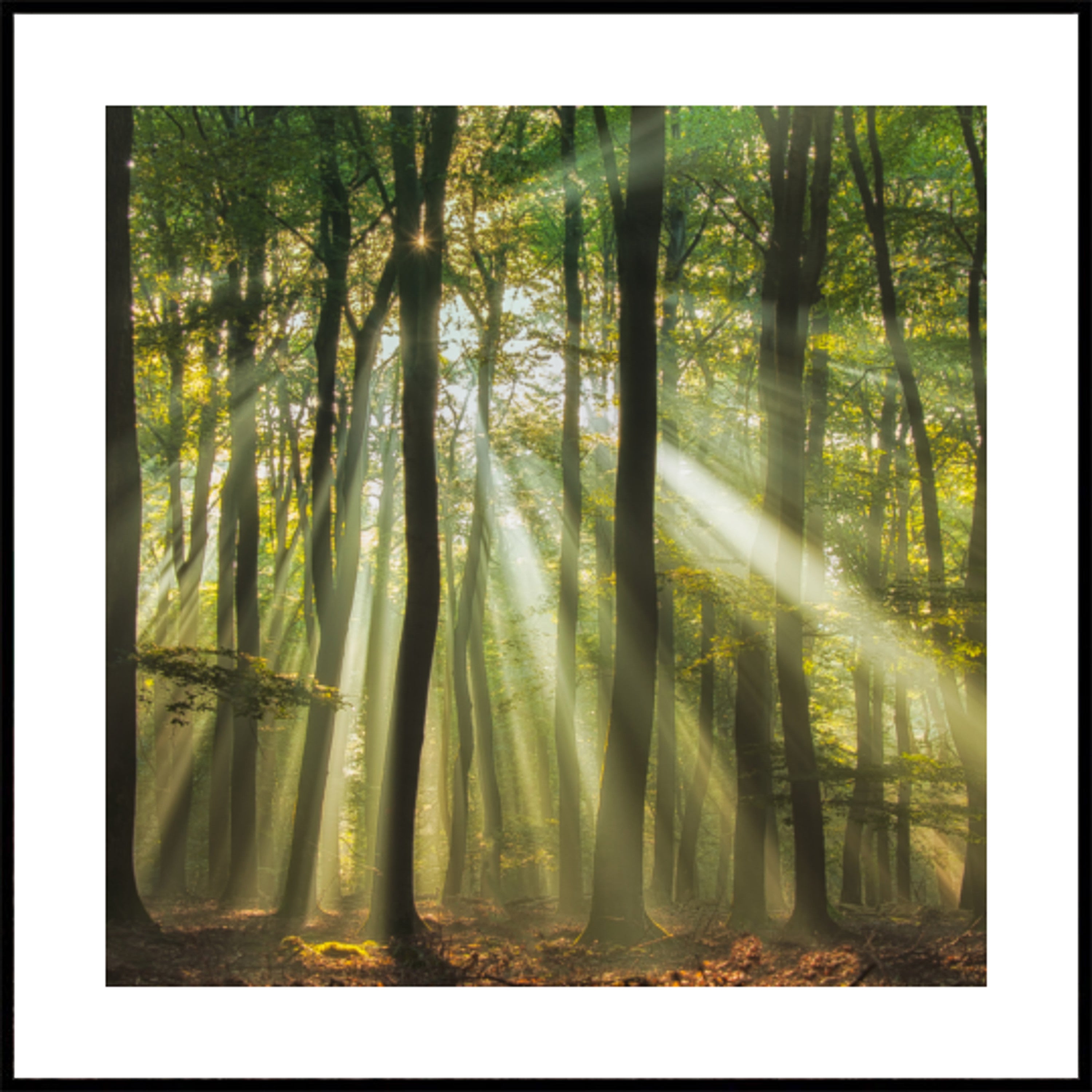Floresta iluminada pelo sol da manhã enevoada