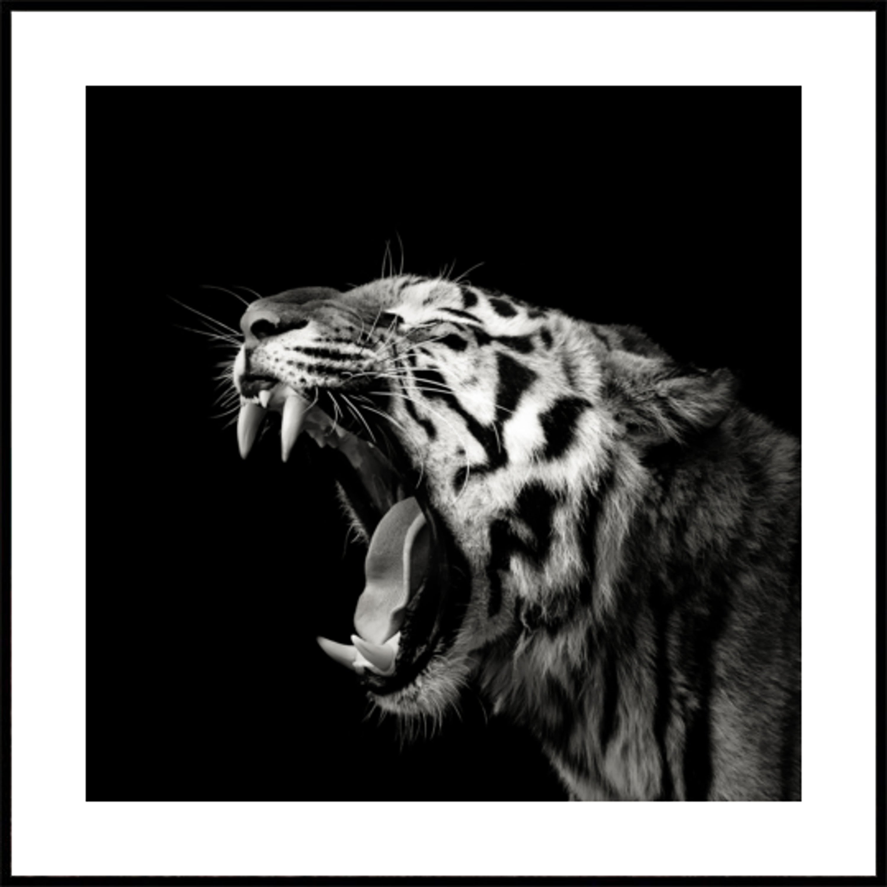 Retrato de tigre rugindo