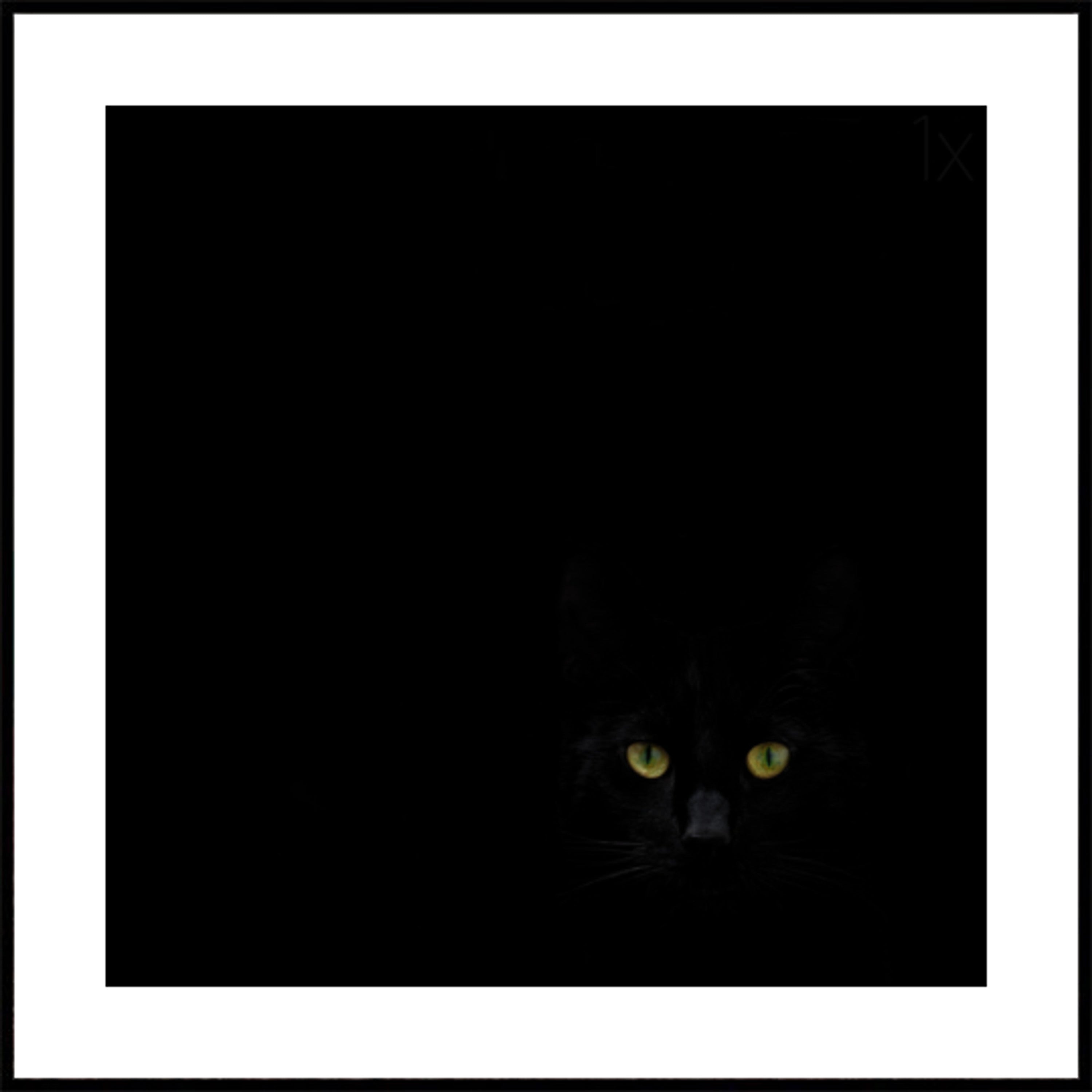Olhar do Gato Preto