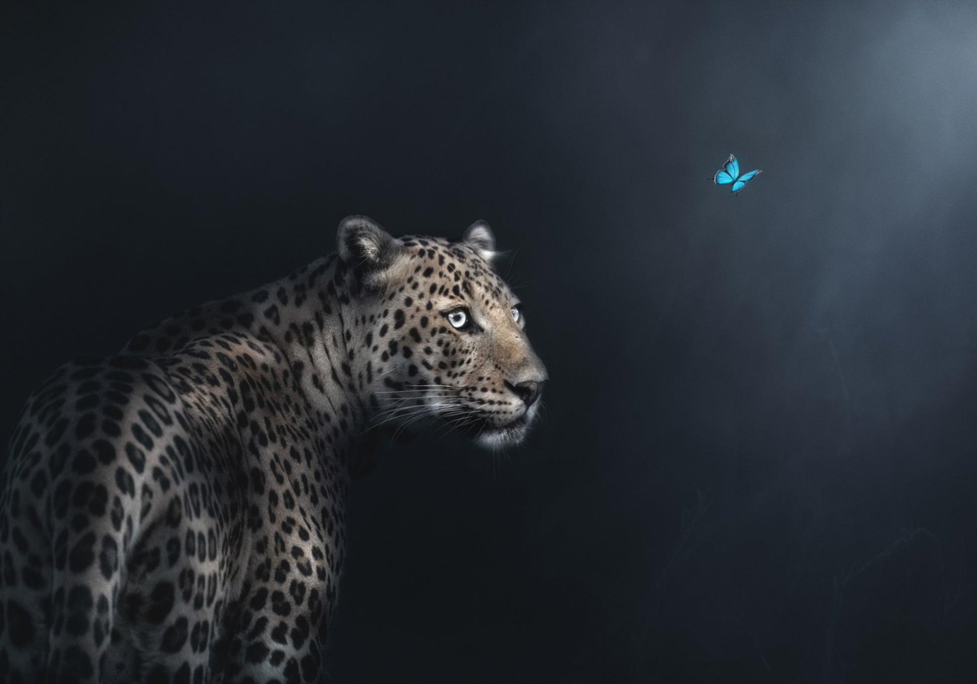 Gaze Borboleta Leopardo