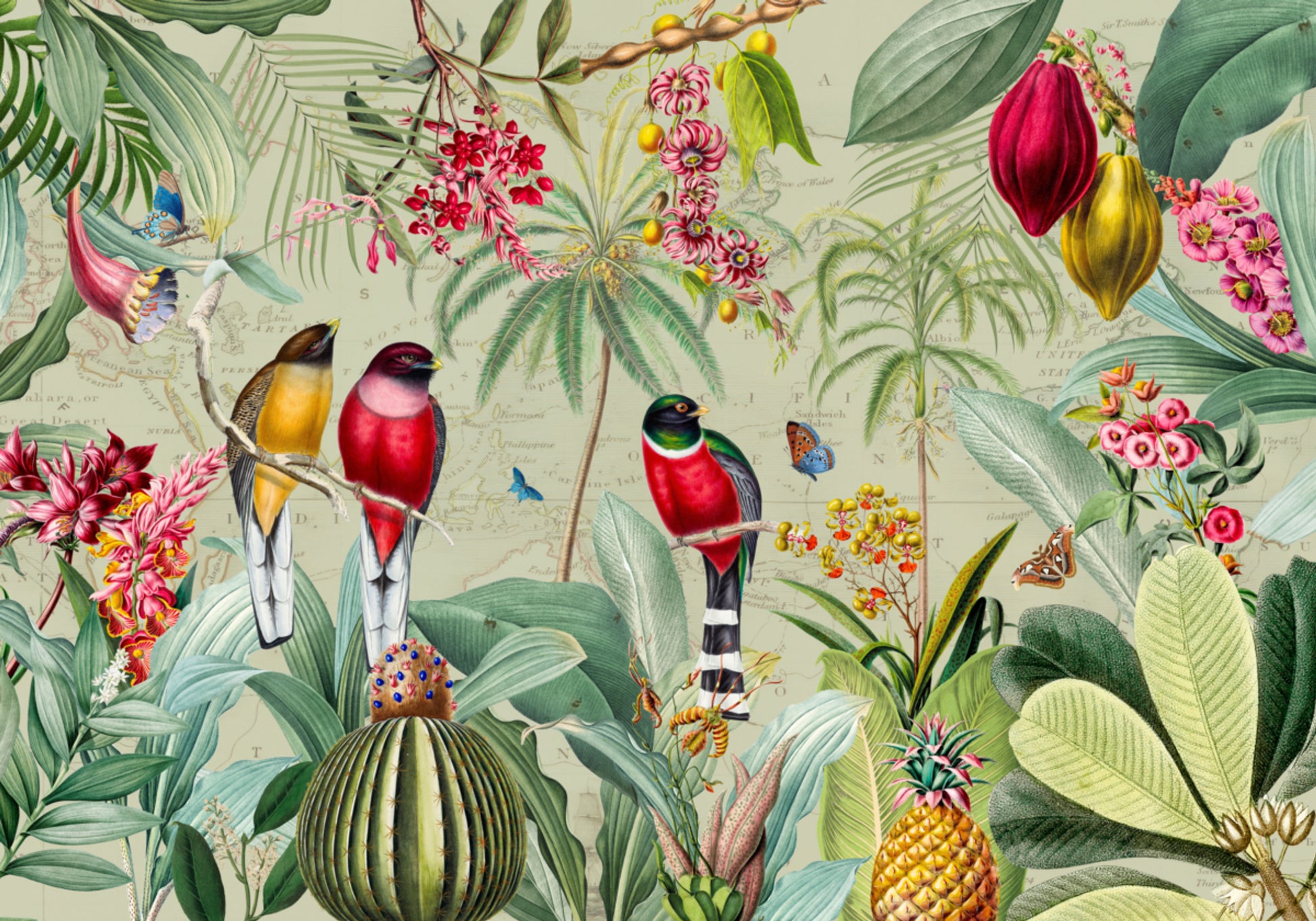 Aves da selva tropical