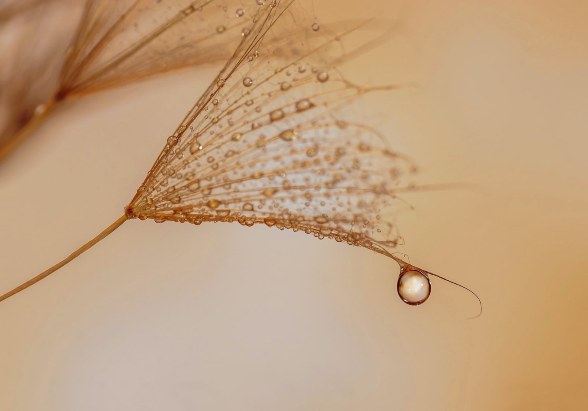 Delicada gota de dente de leão