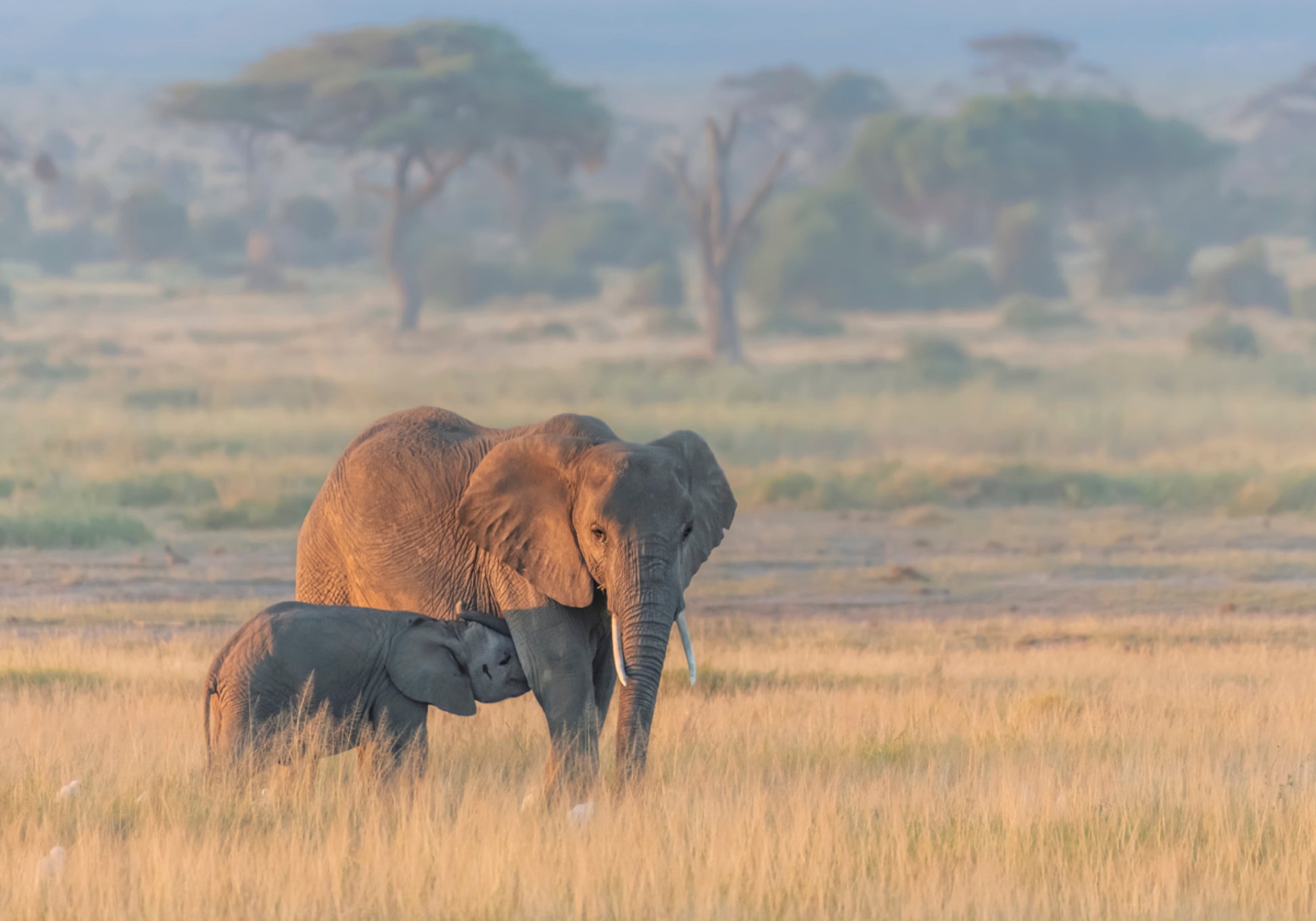 Filhote de mãe elefante africano