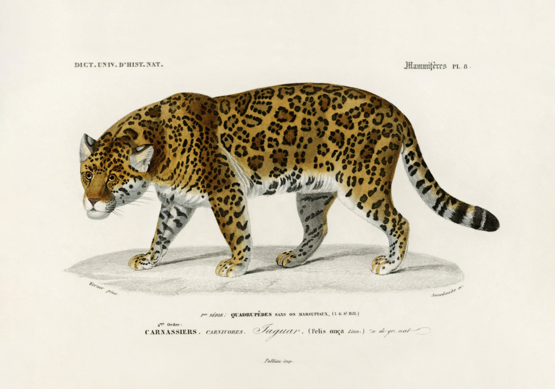 Onça-pintada (Panthera Onca)