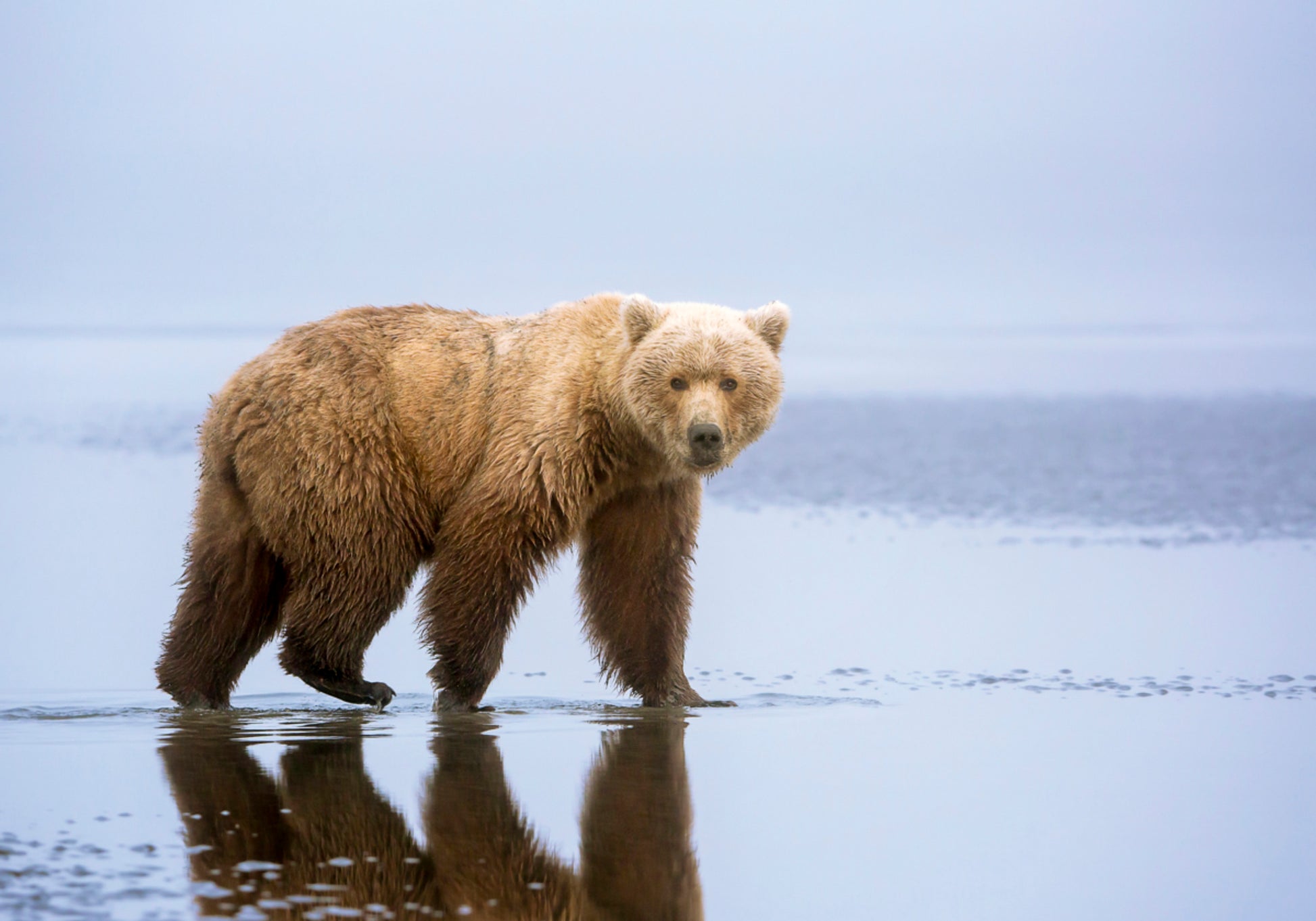Reflexo do Urso Pardo