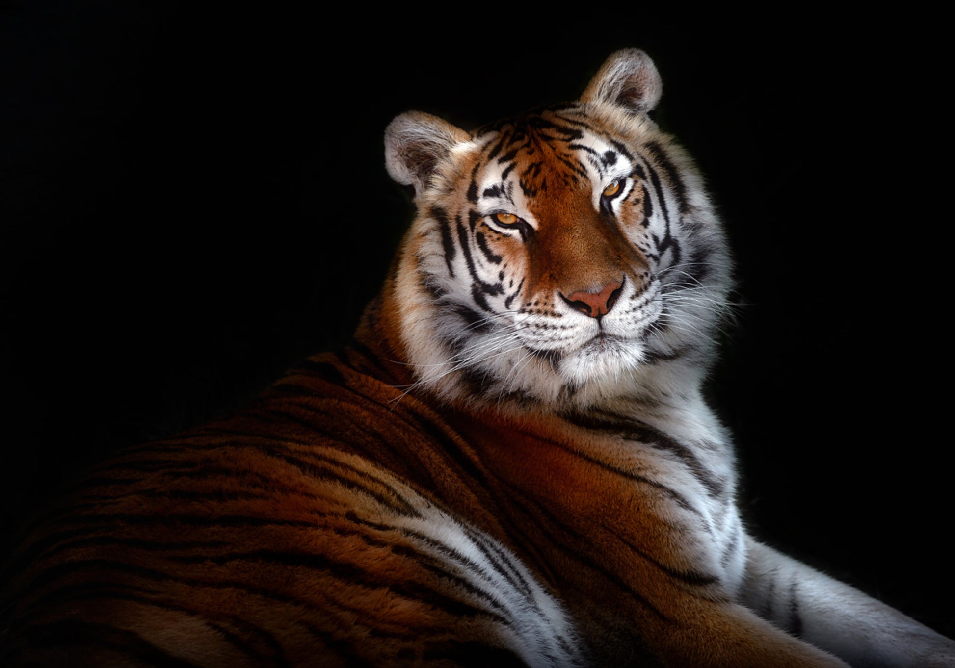 Majestoso olhar do tigre