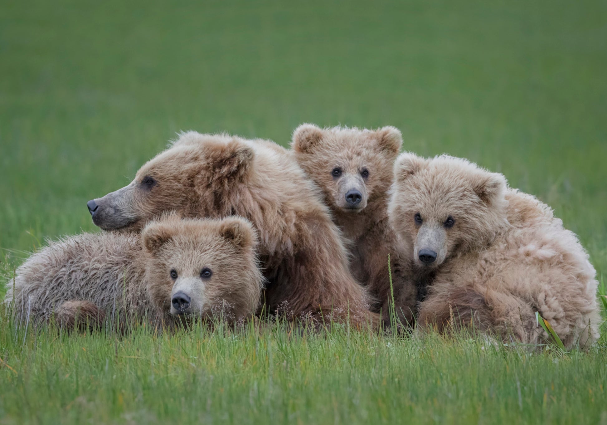 Família Urso Pardo