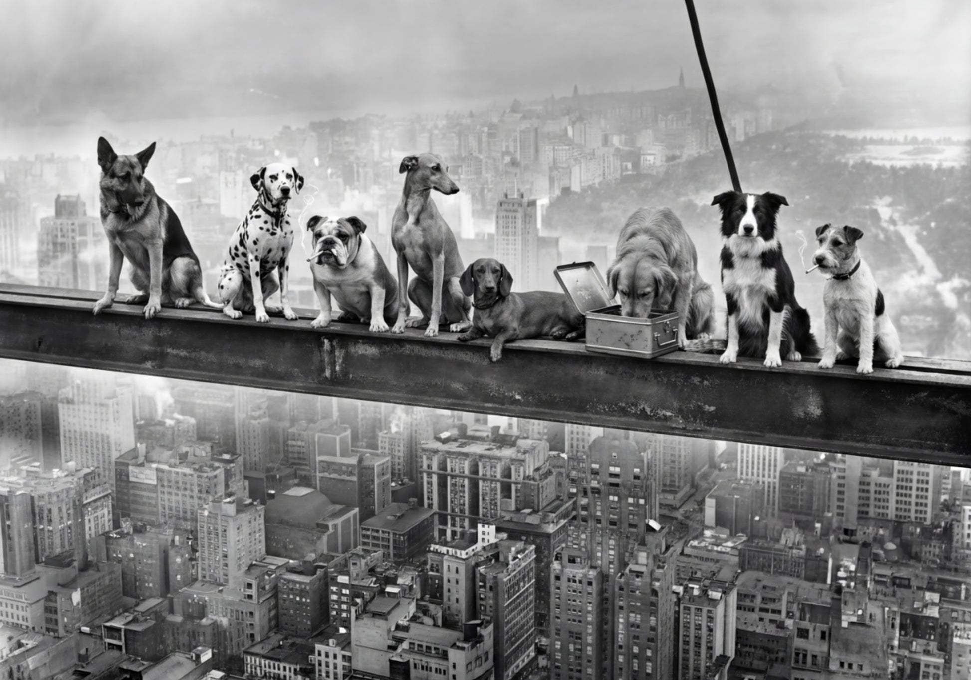 Cães urbanos ousados