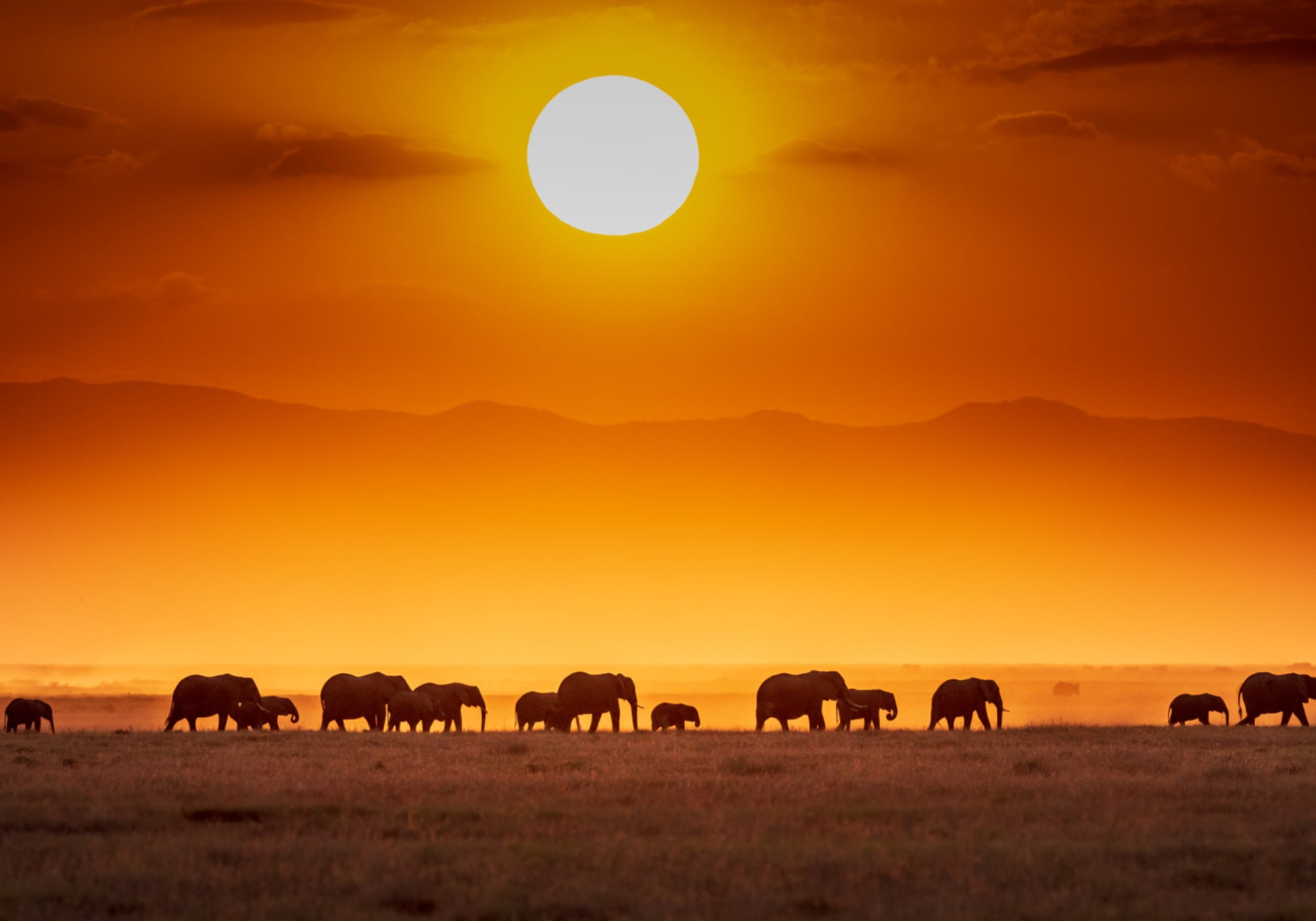 Elefantes do pôr do sol africanos