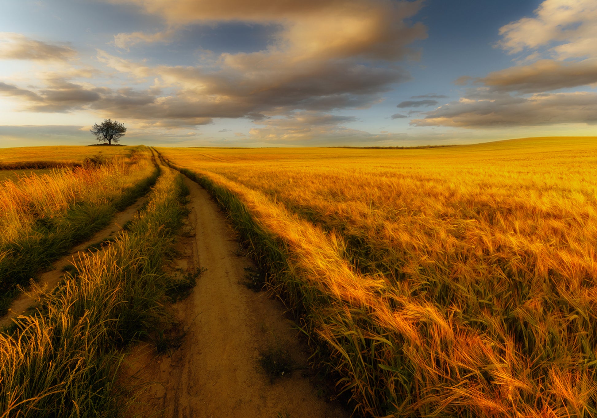 Caminho do Campo de Trigo Dourado