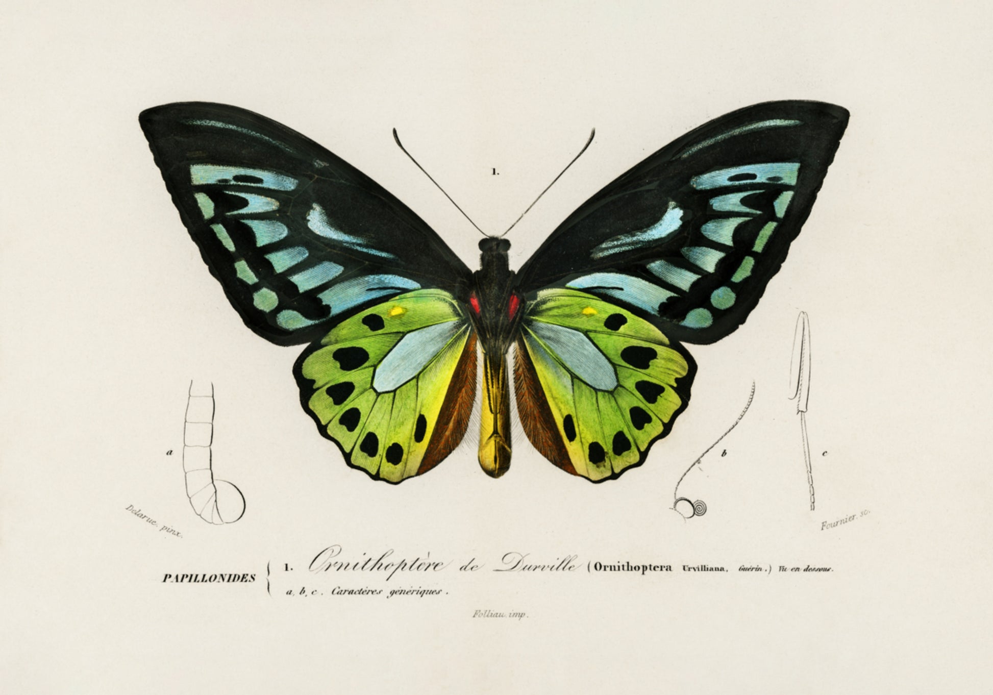 Borboleta Asa de Pássaro Verde