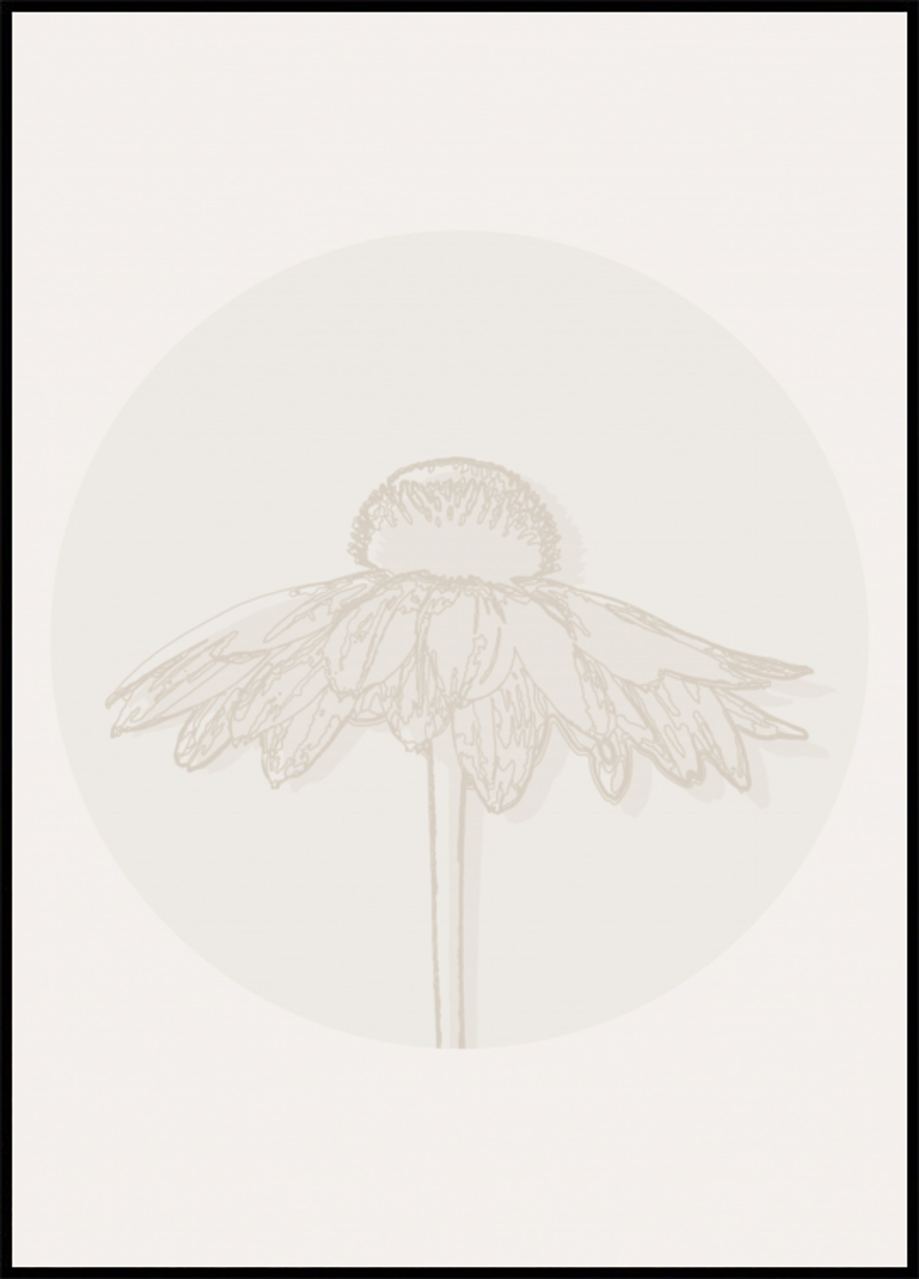 Flor Coneflower Minimalista