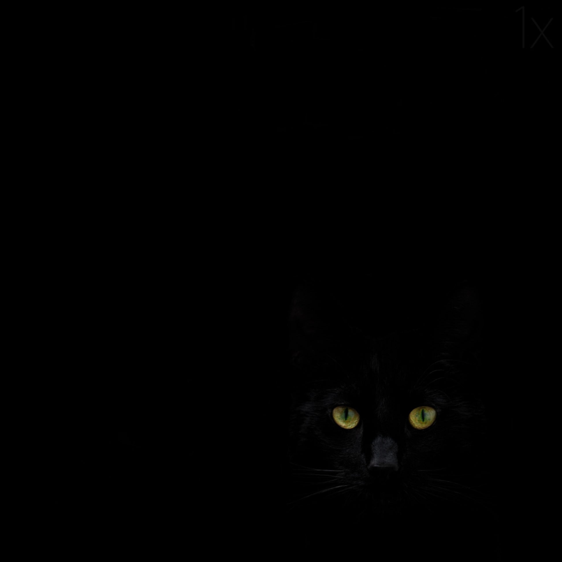 Olhar do Gato Preto