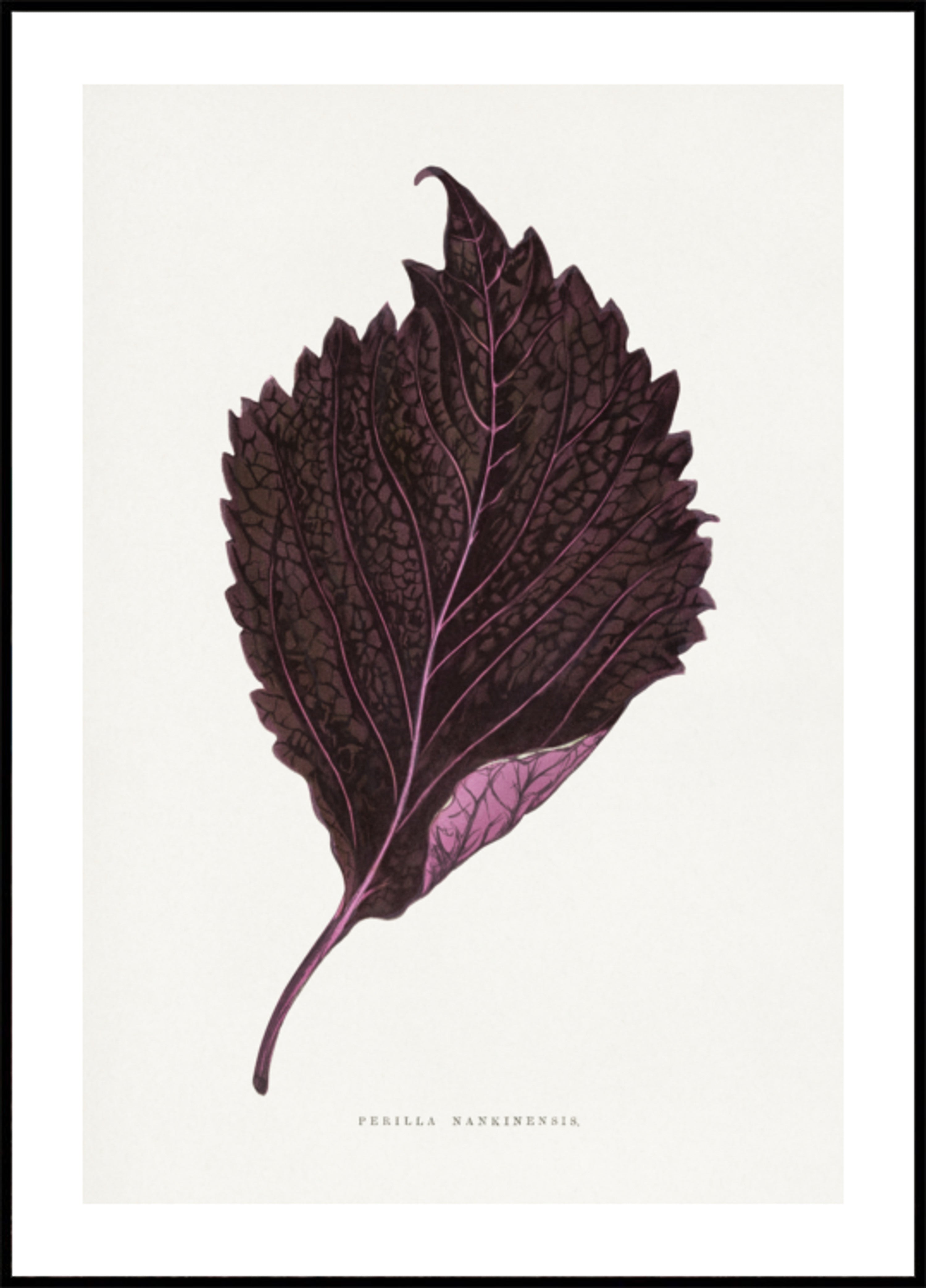 ilustração de folha rosa Perilla Nankinensis