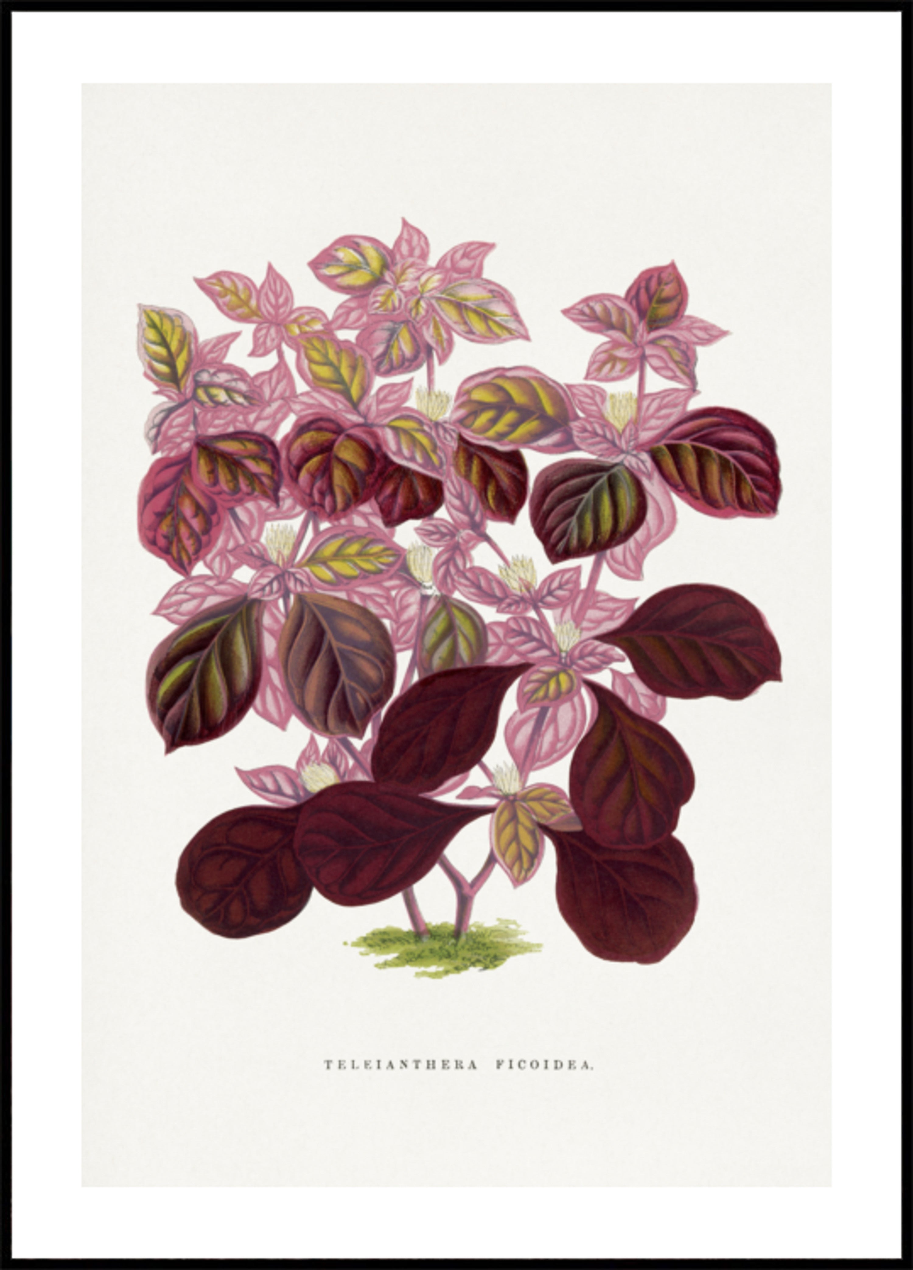 ilustração de folha rosa Teleianthera Ficoidea