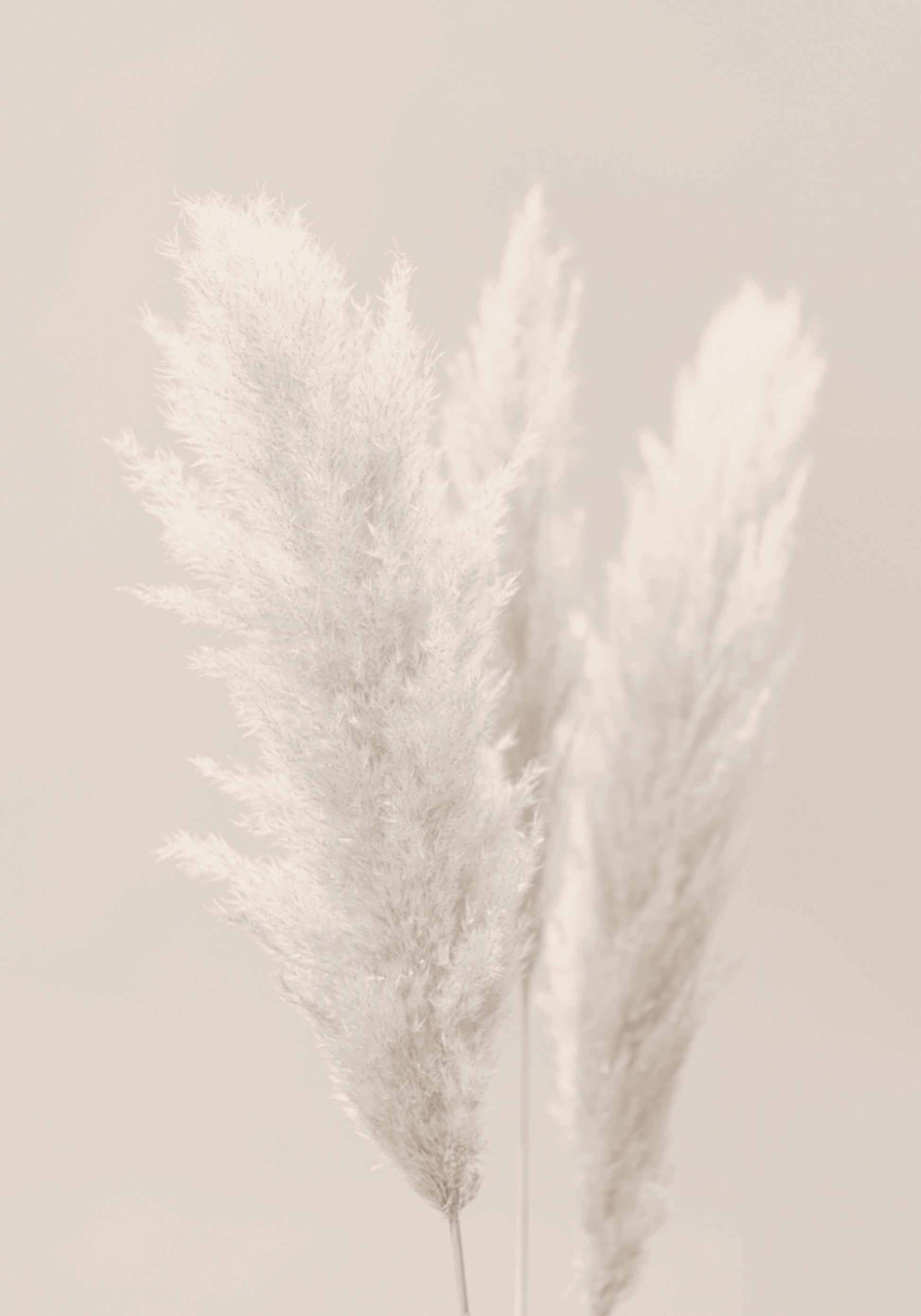 Plumas macias de pampa