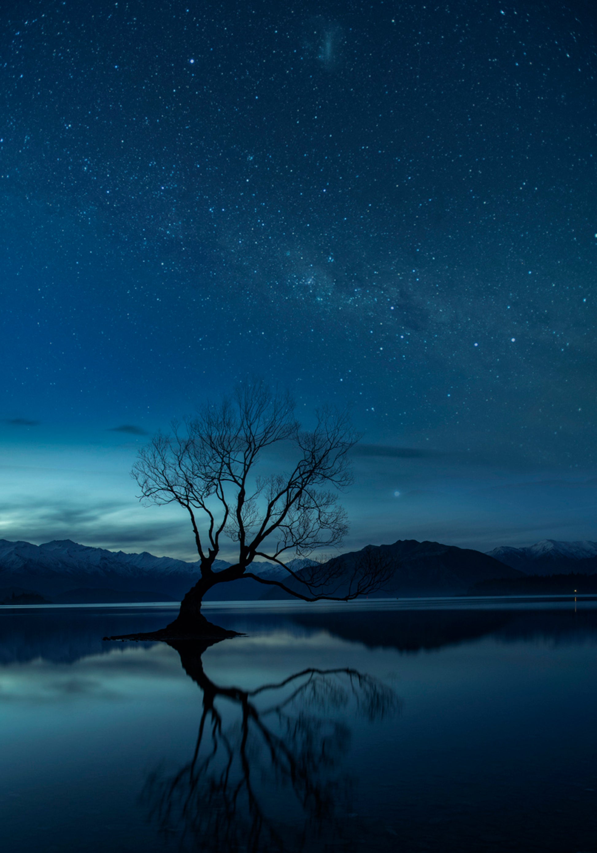 Árvore Solitária Noite Estrelada