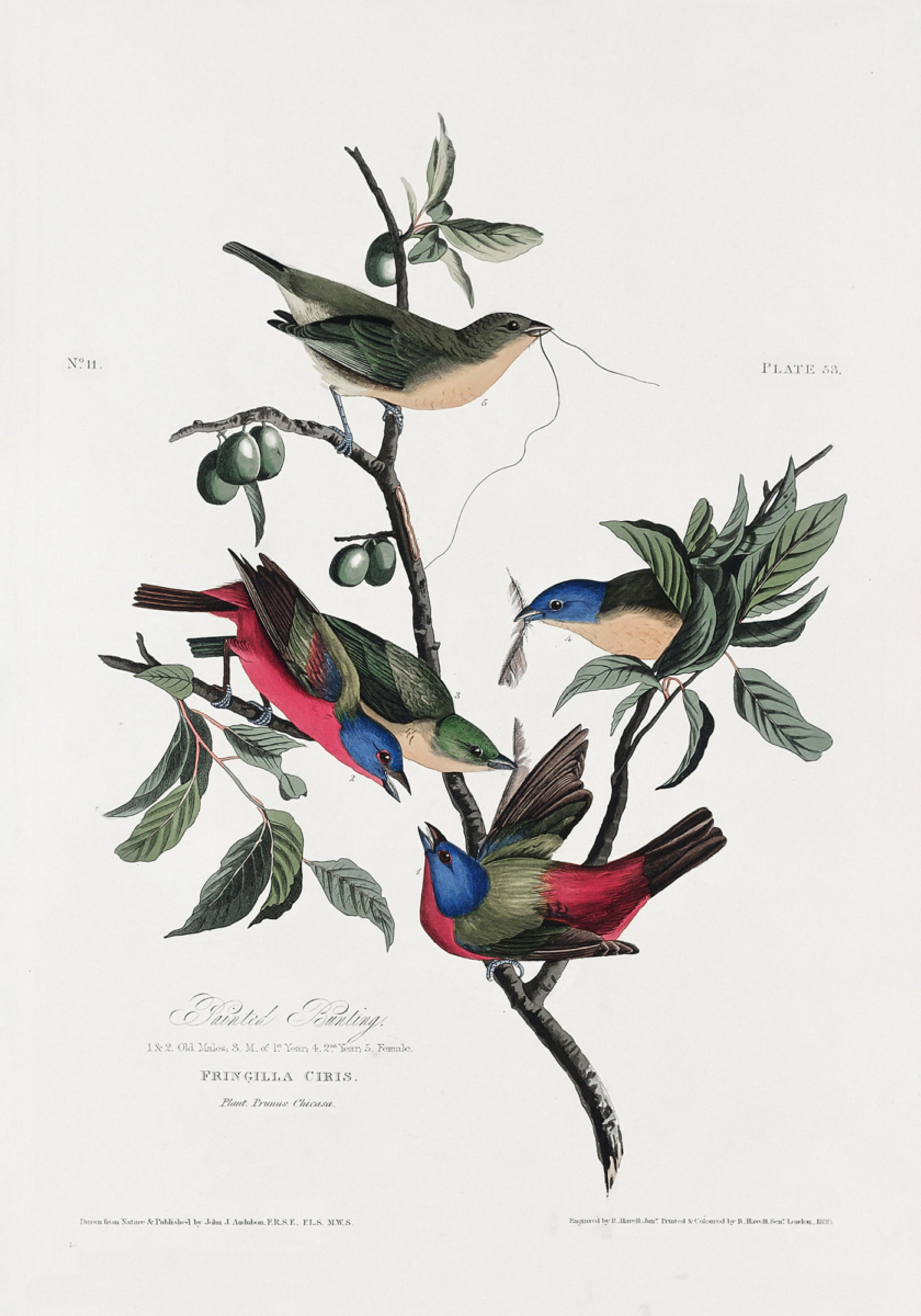 Passarinho pintado de pássaros da América (1827)