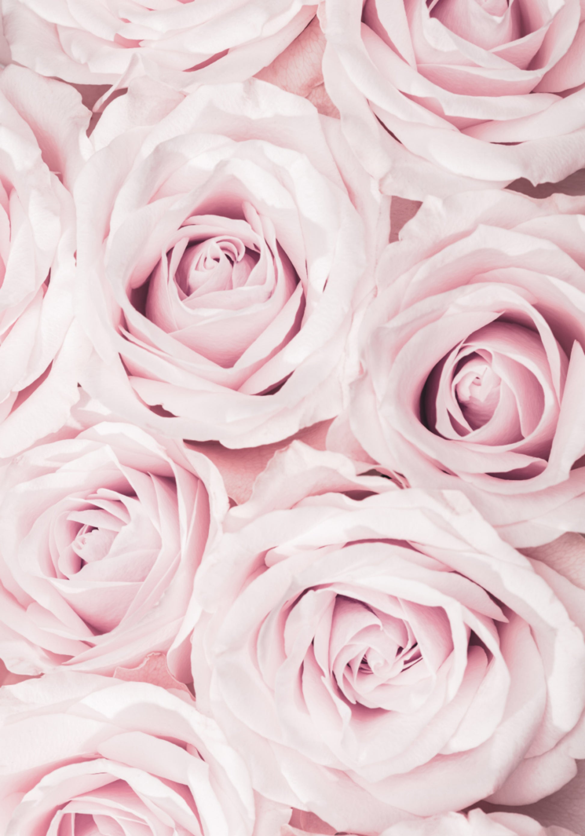 Rosas rosa suaves