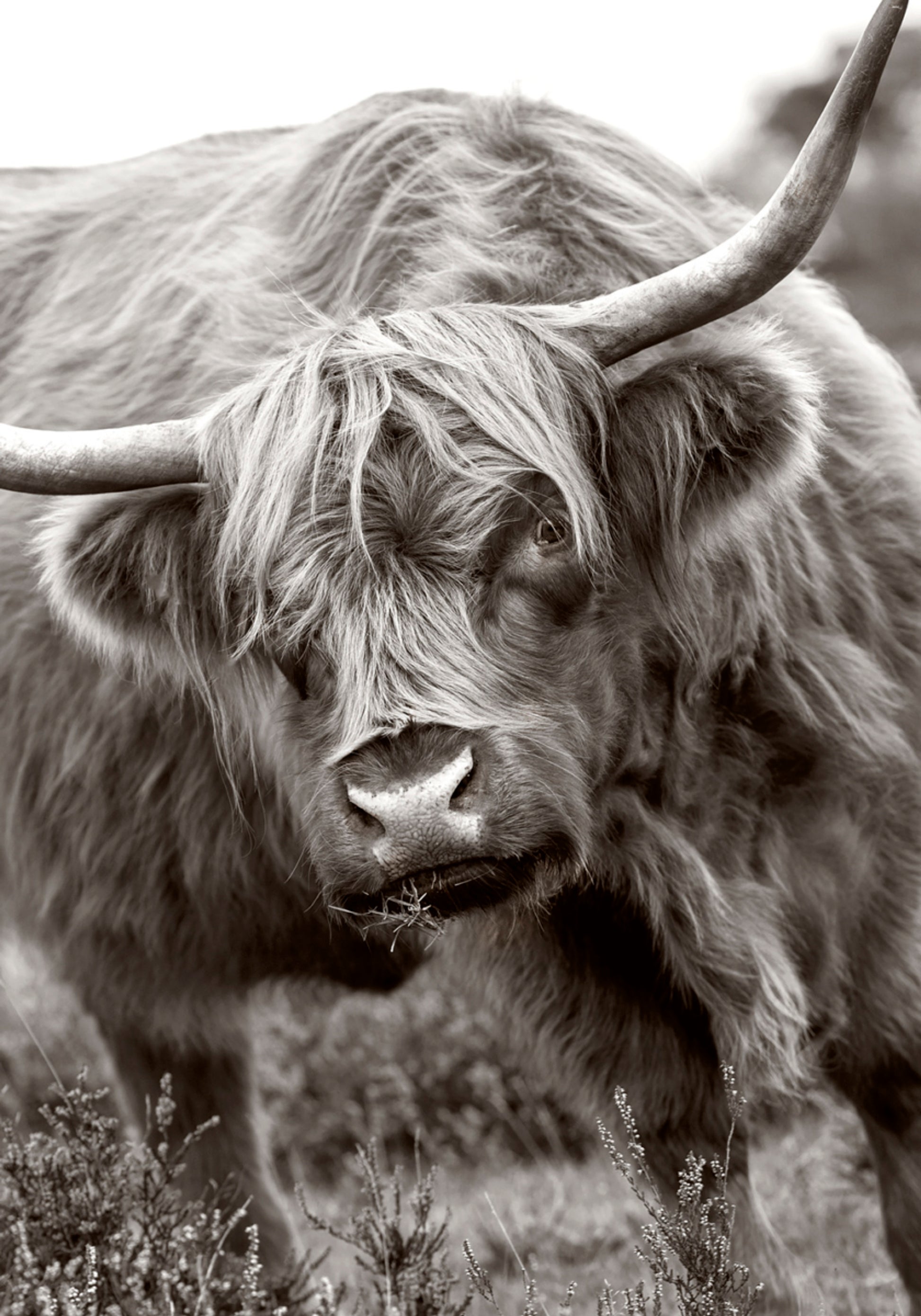 Vaca Majestosa das Terras Altas