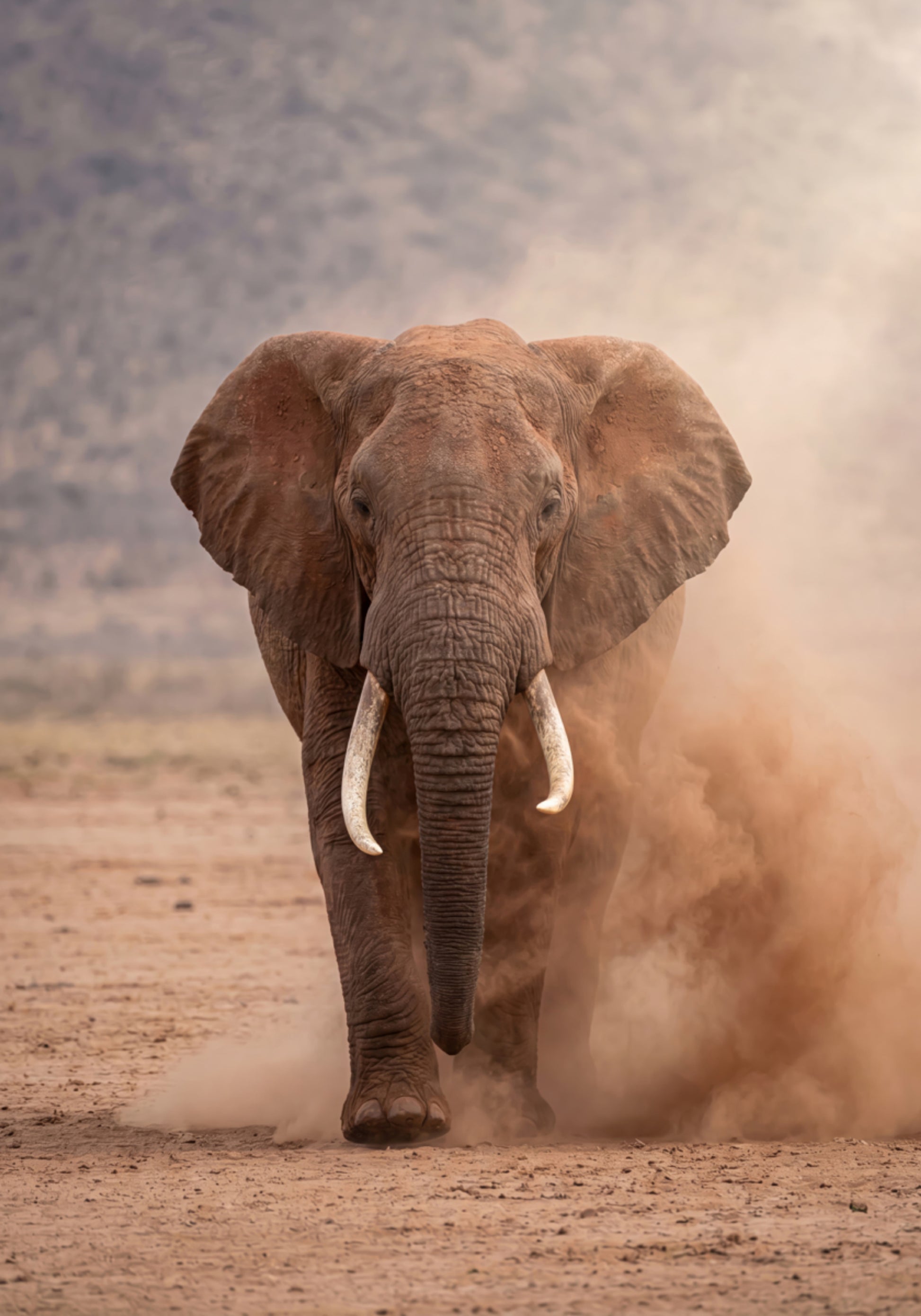 Elefante empoeirado poderoso