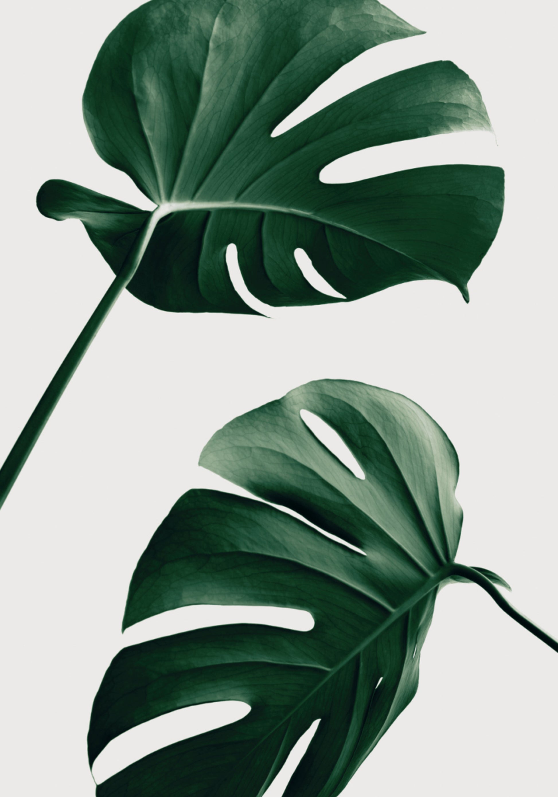 Folhas de Monstera Tropical
