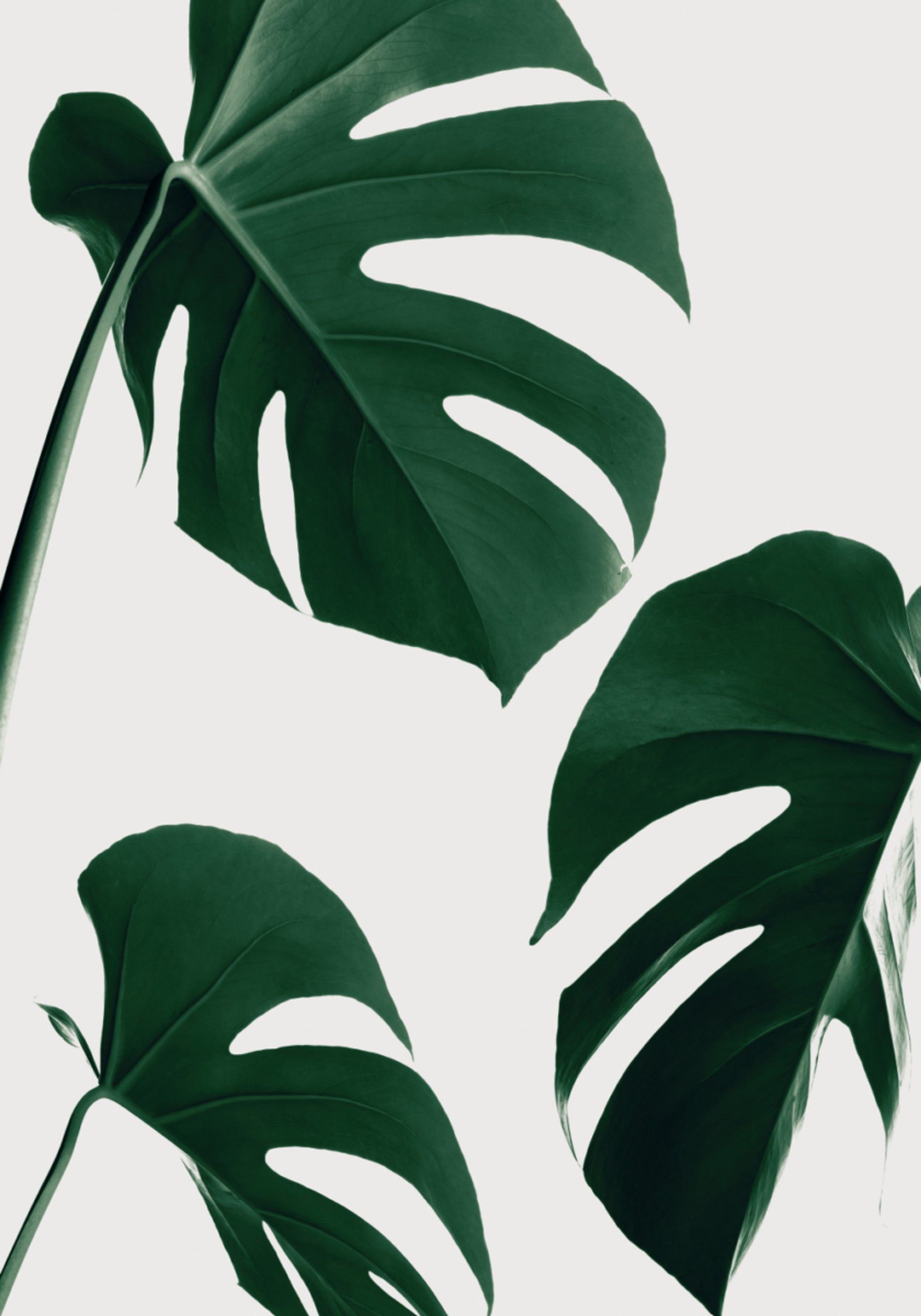 Folhas verdes frescas de Monstera