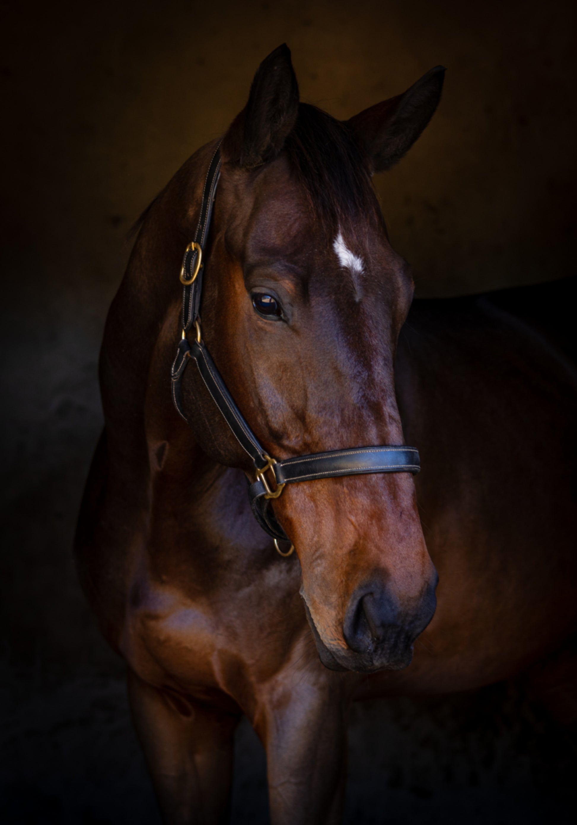 Retrato de cavalo majestoso