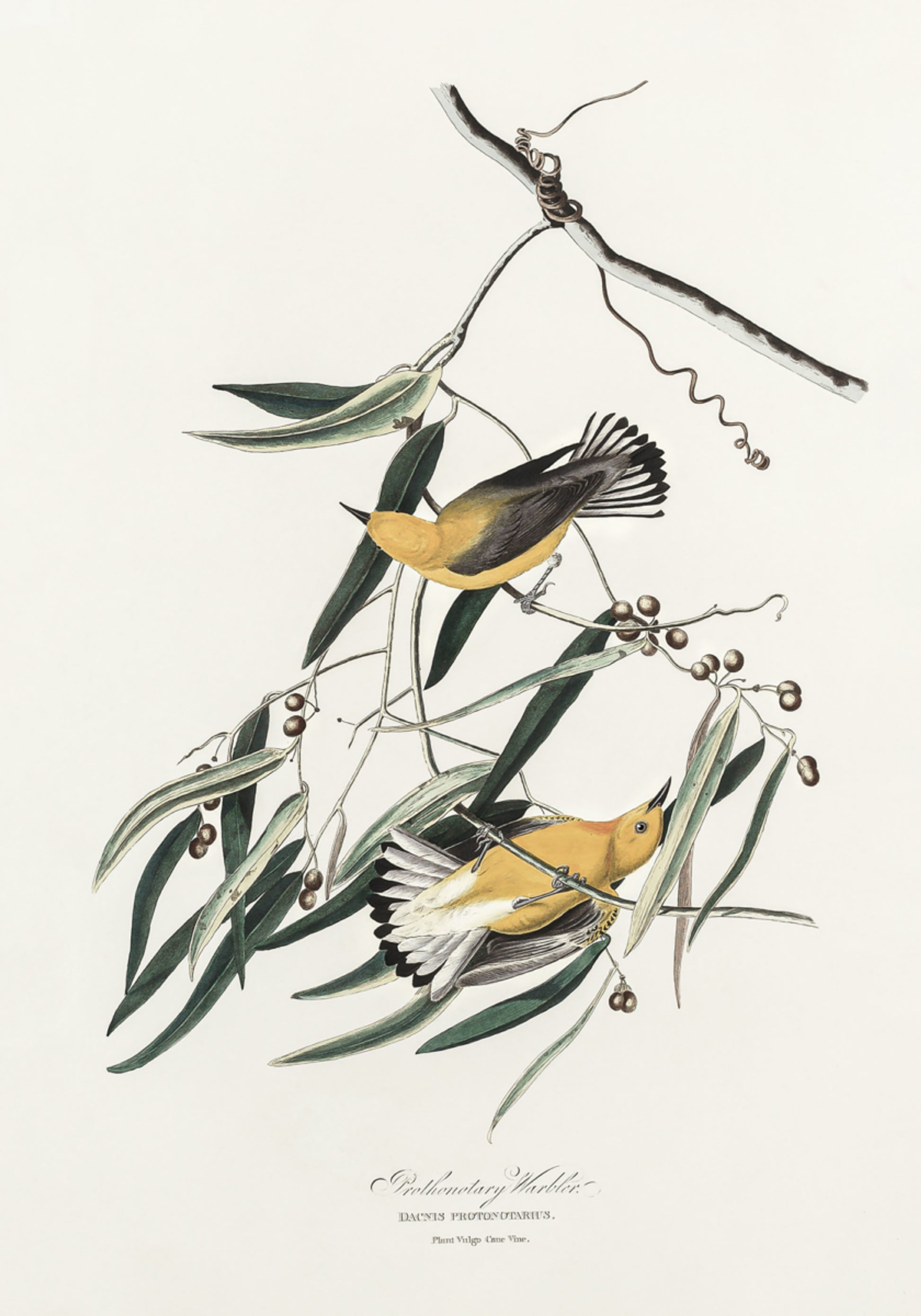 Toutinegra protonotária de Birds of America (1827)