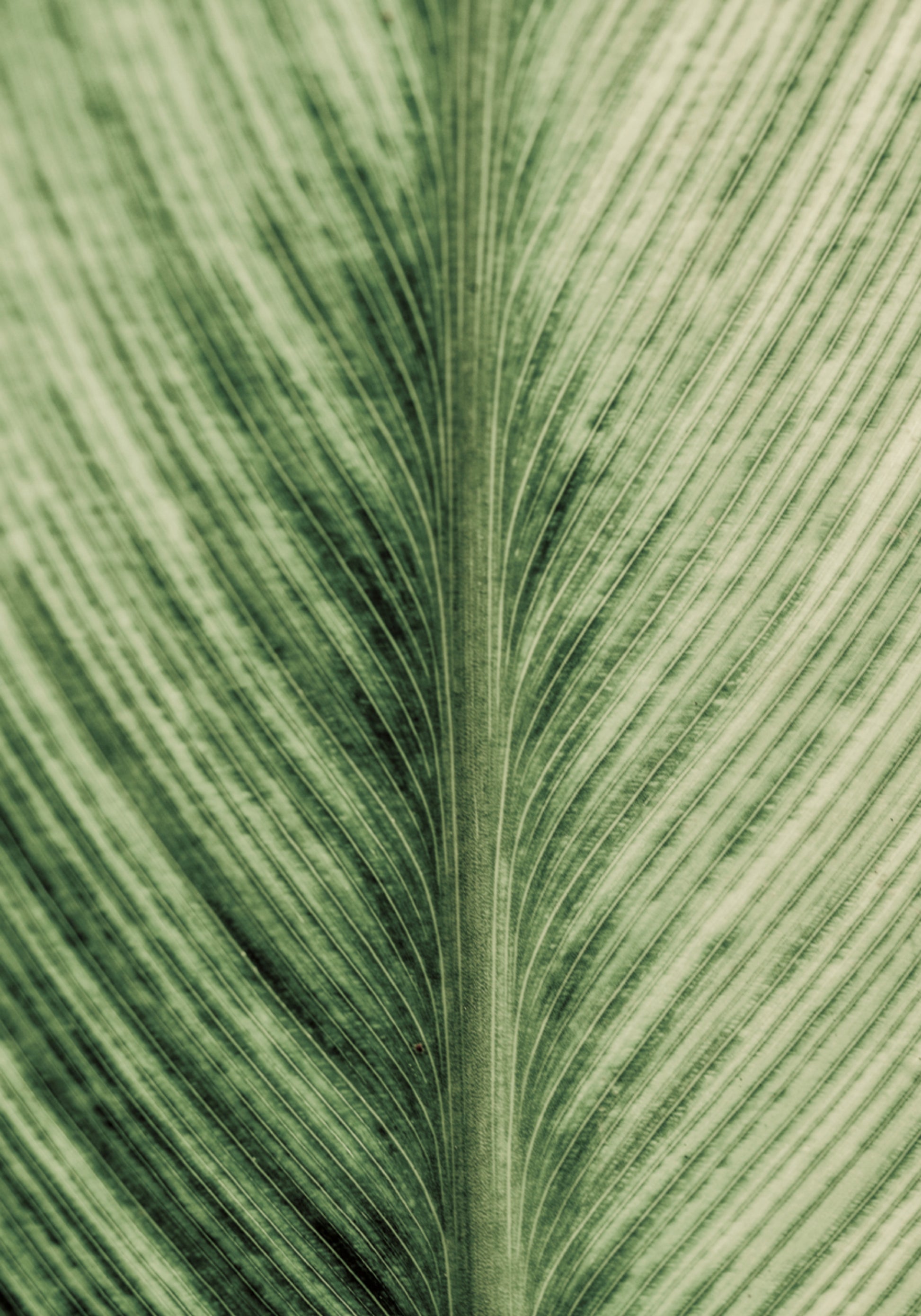 Veias Verdejantes