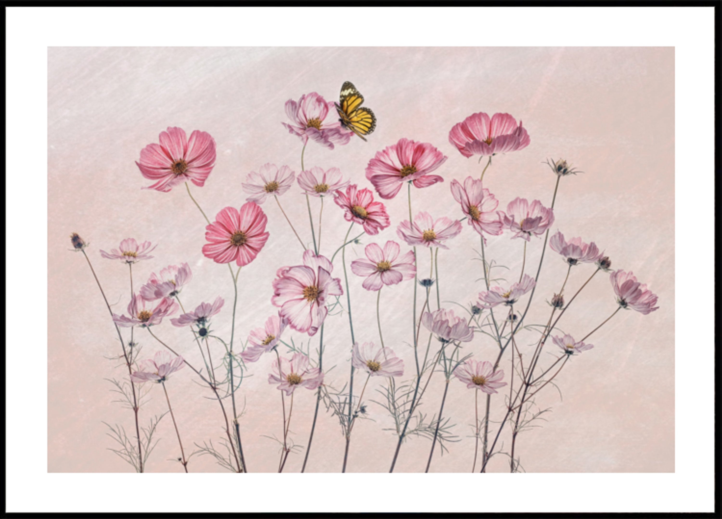 Borboleta Cosmos Rosa