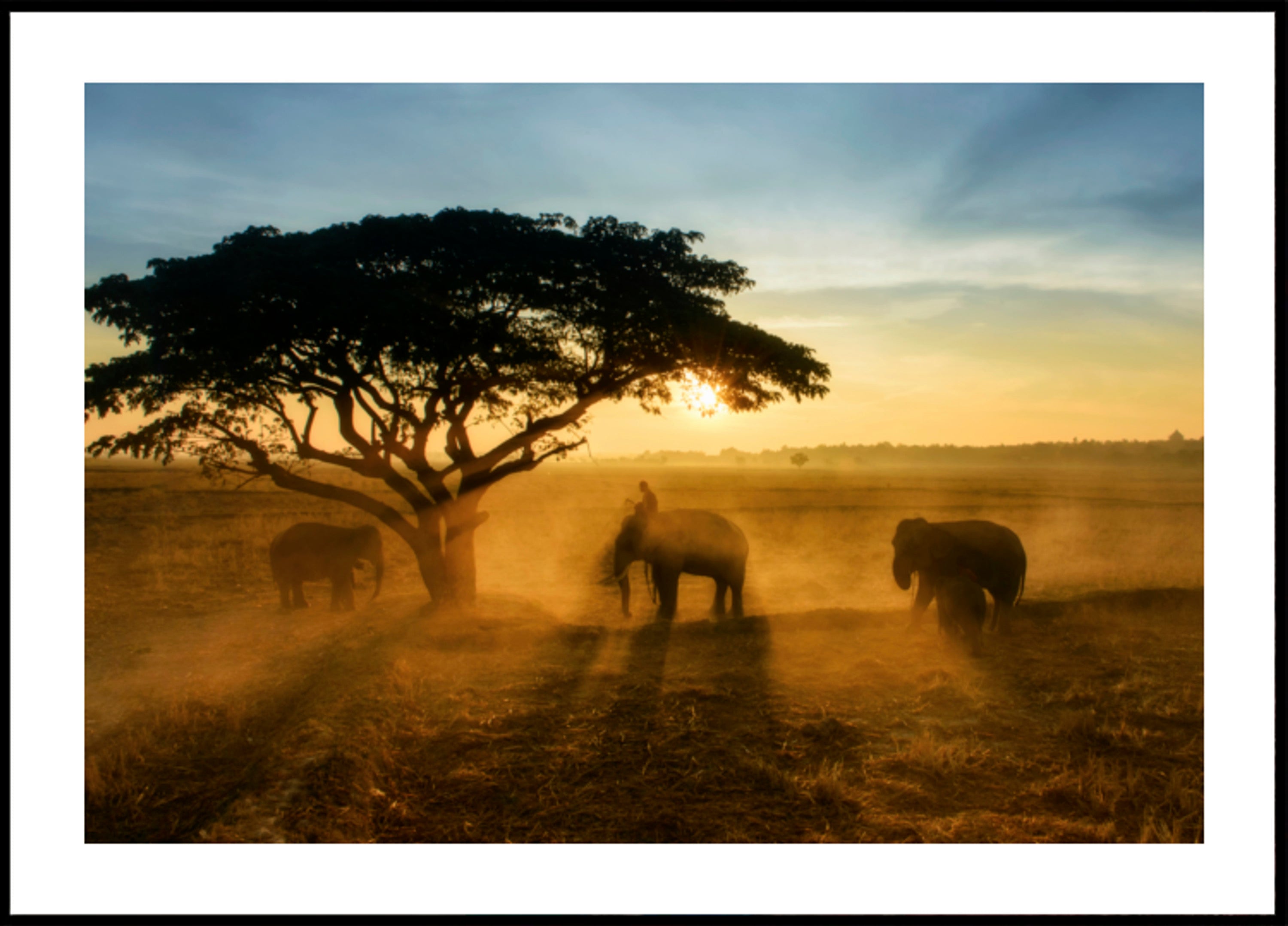 Pôr do sol dourado do elefante