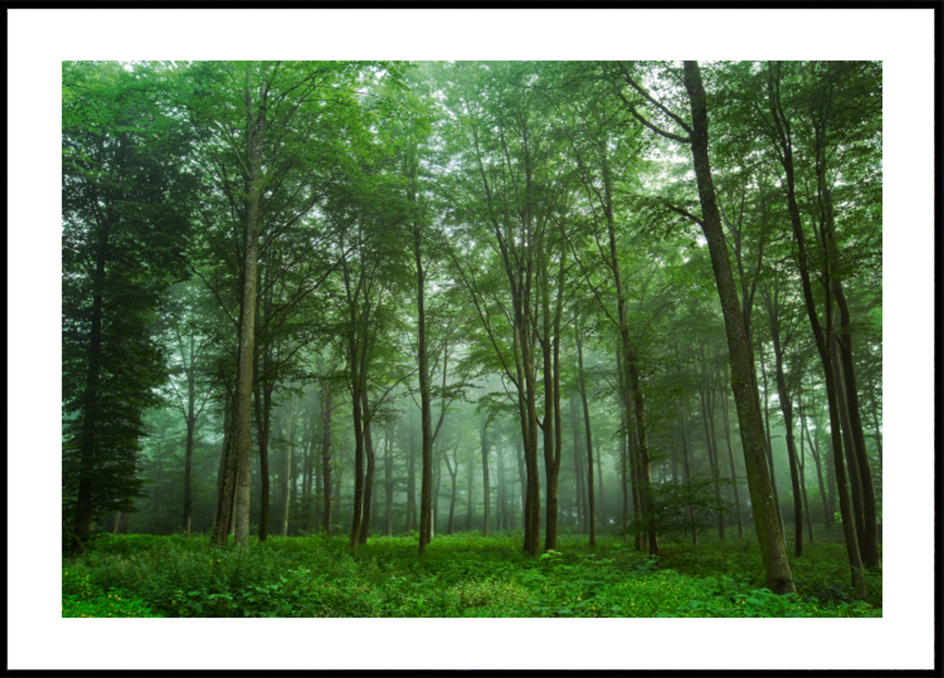 Névoa da Floresta Encantada