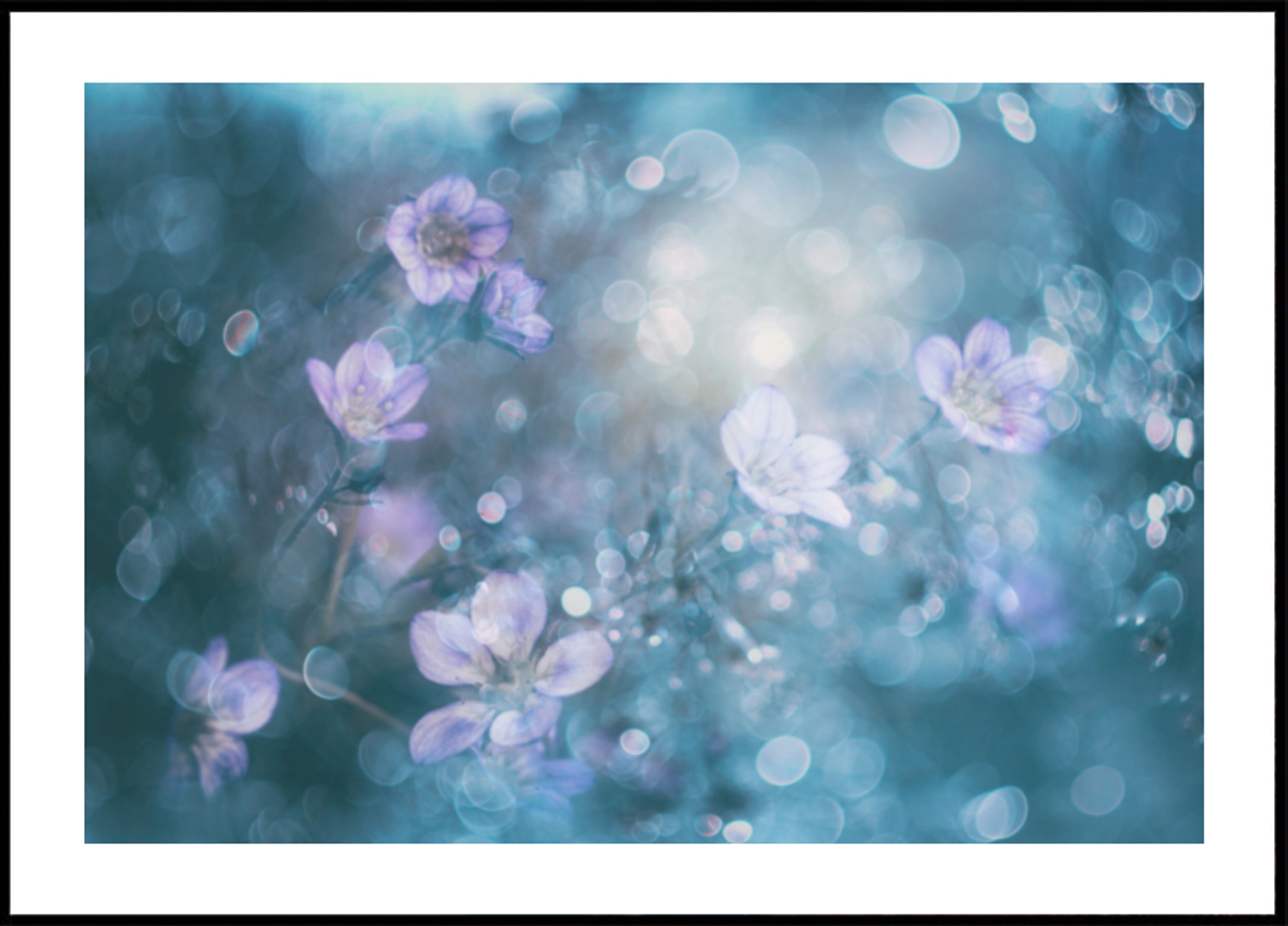 Flores Bokeh sonhadoras