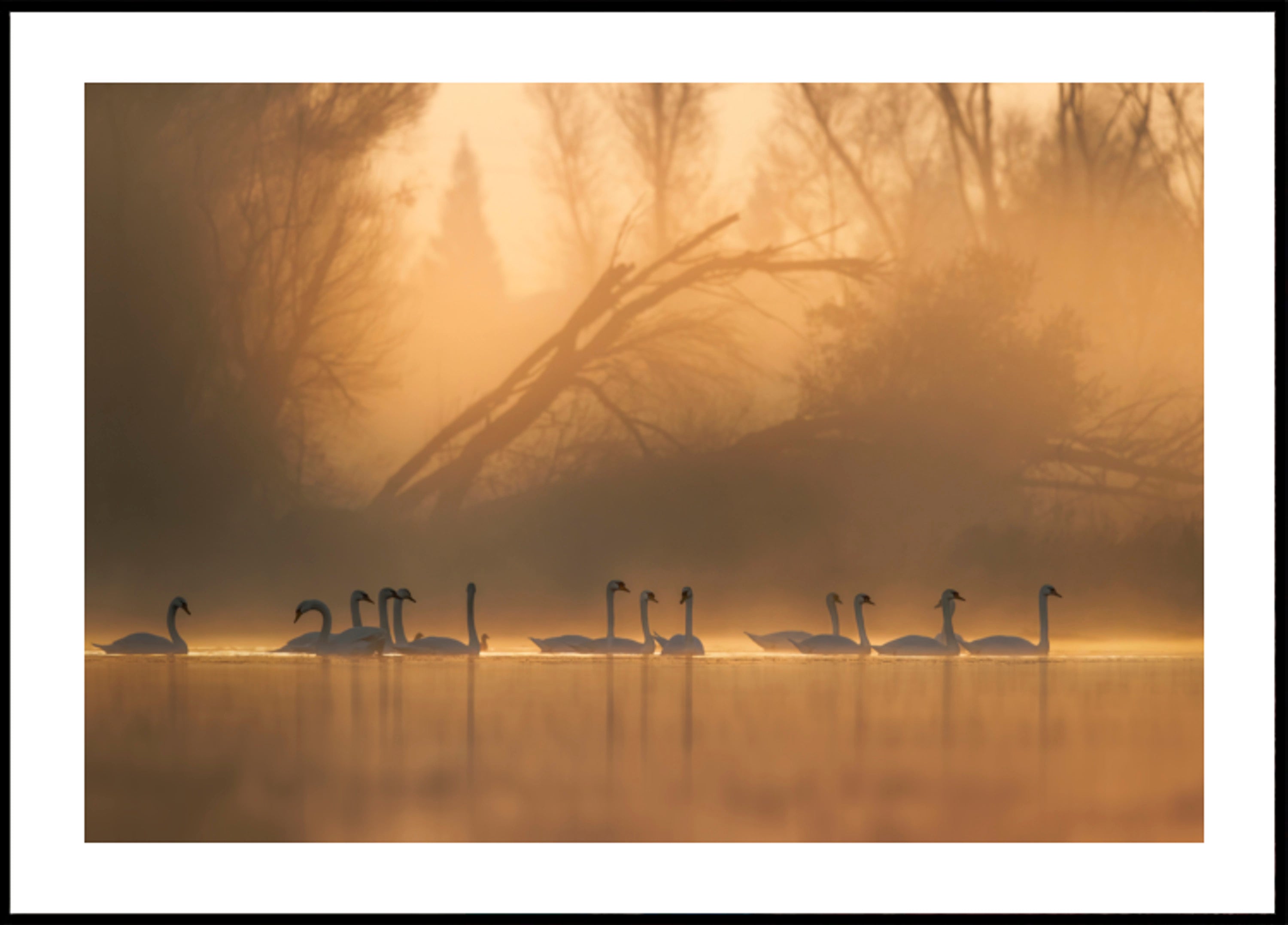 Cisnes na Névoa Dourada
