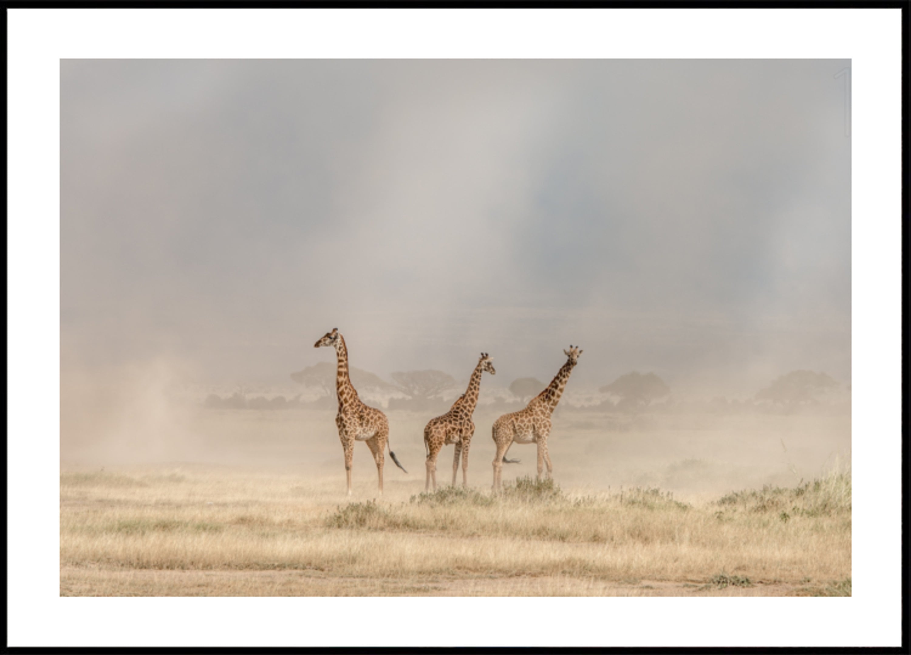 Girafas em Pó Dourado