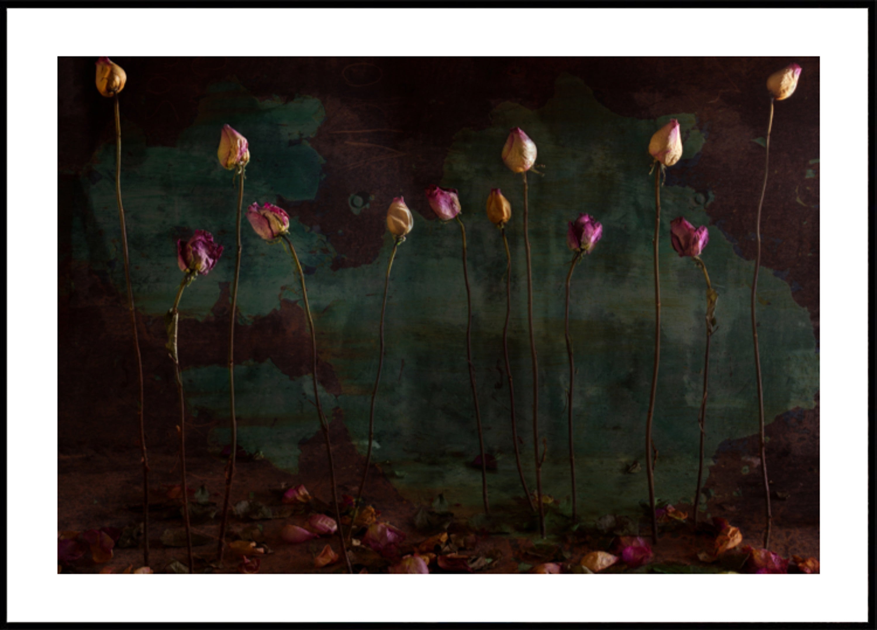Rosas secas temperamentais