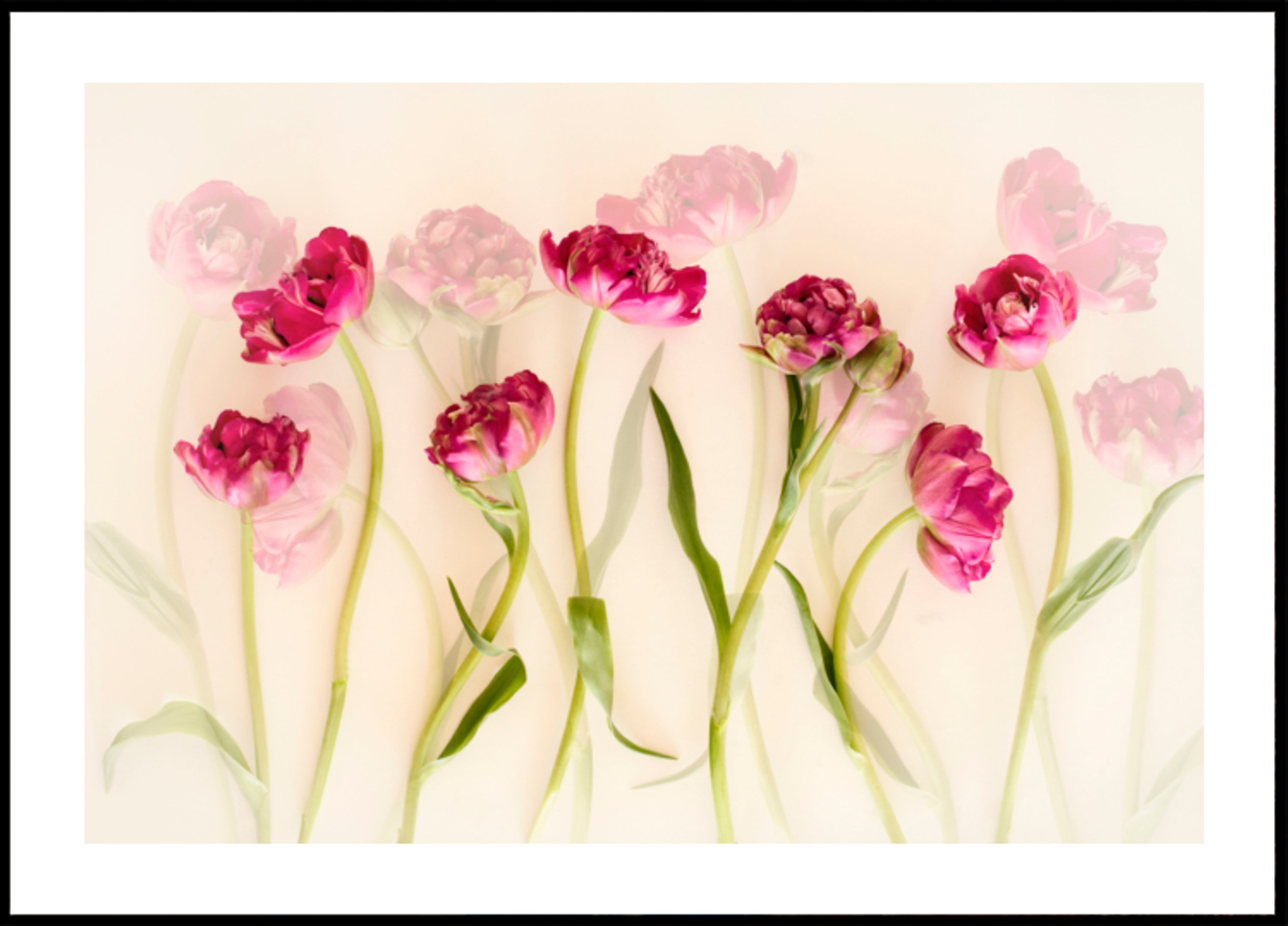 Tulipas rosa sonhadoras