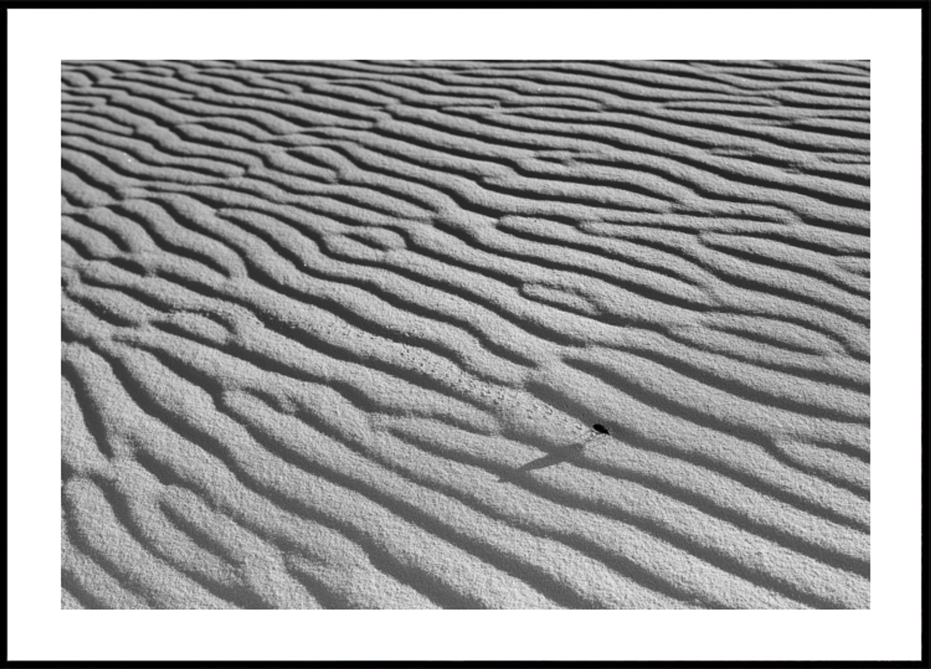 Areia Ondulada E Inseto