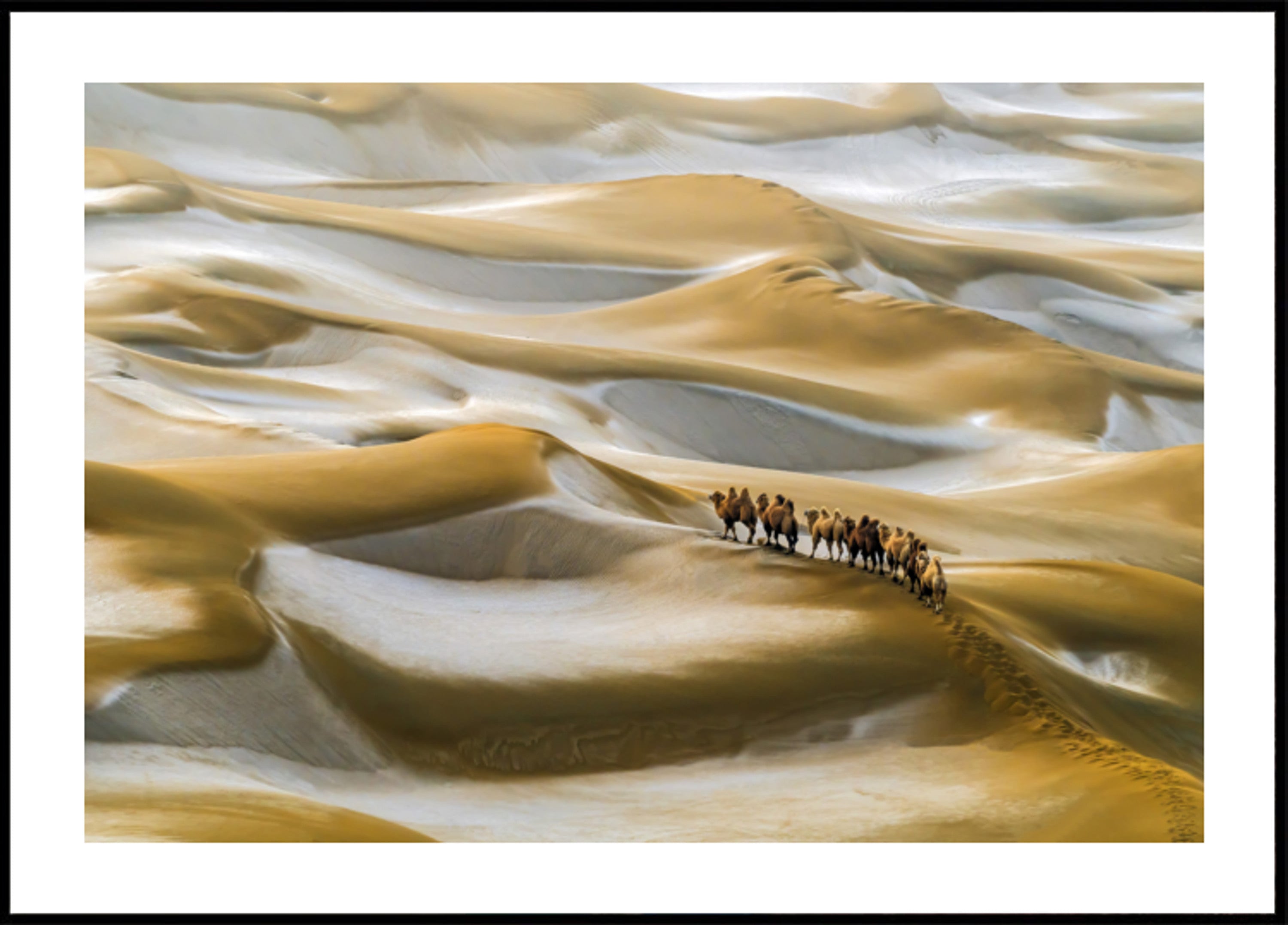 Caravana de Camelos no Deserto