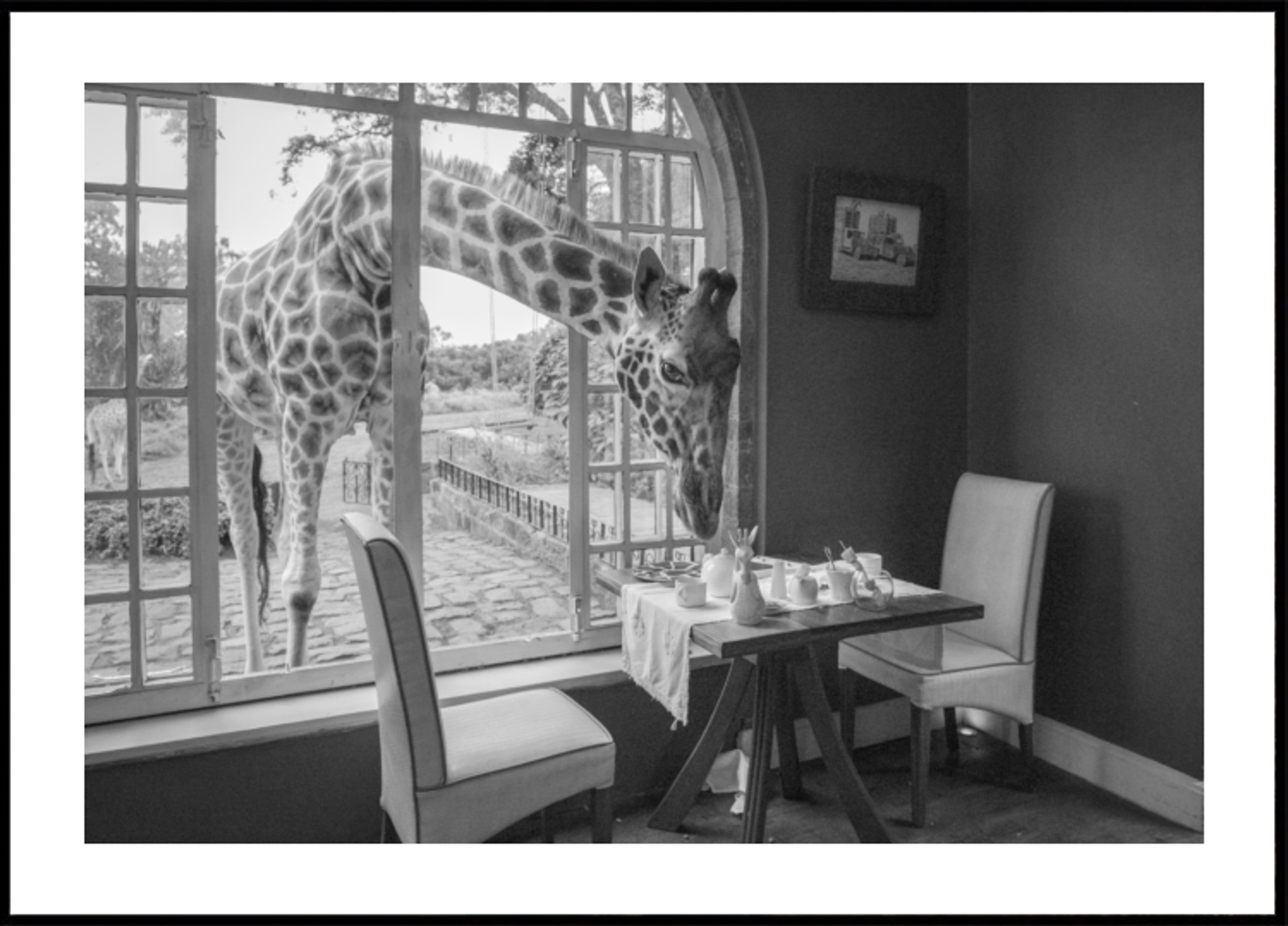 Convidado da Girafa da Manhã