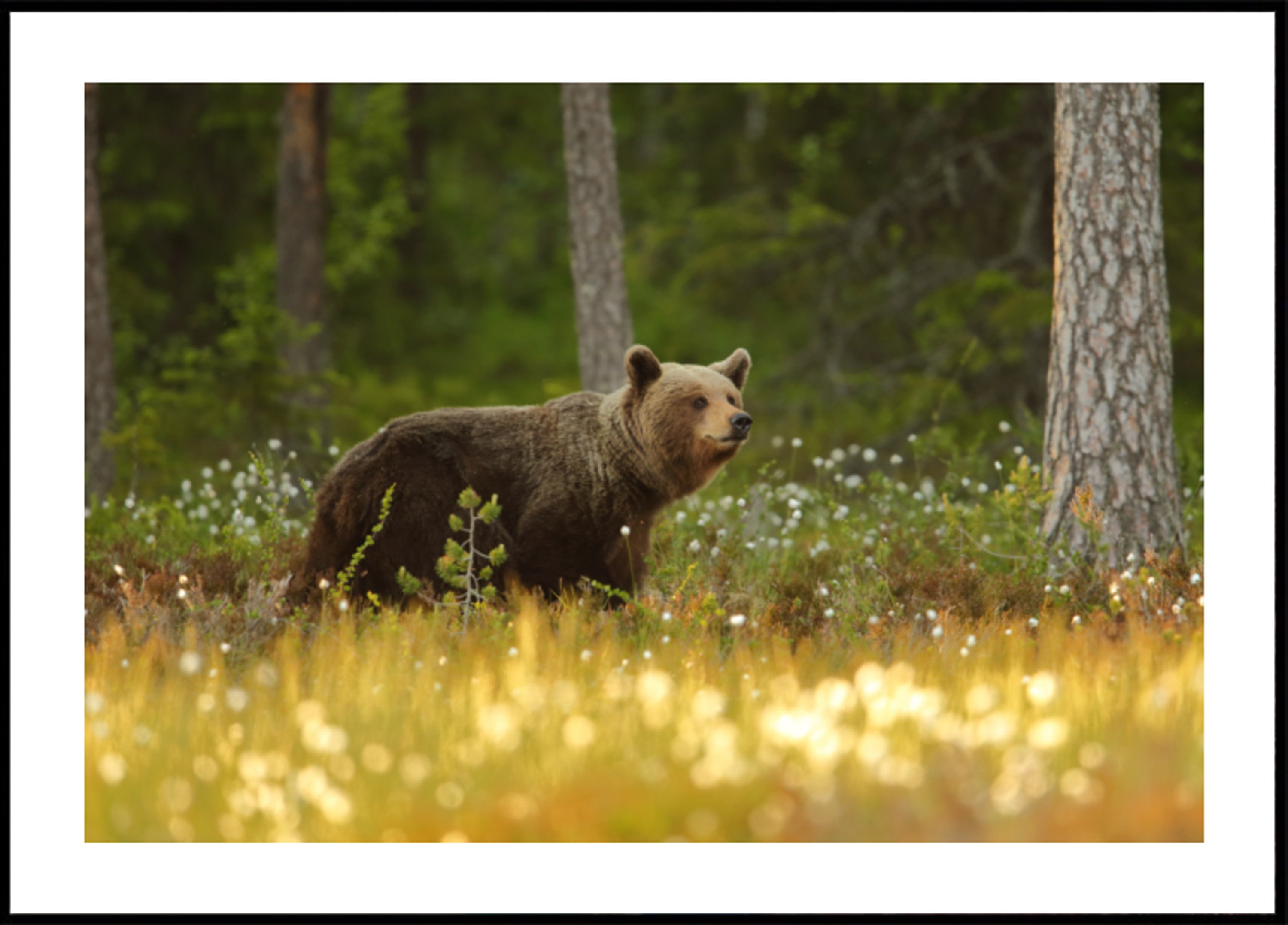 Urso Pardo Na Floresta