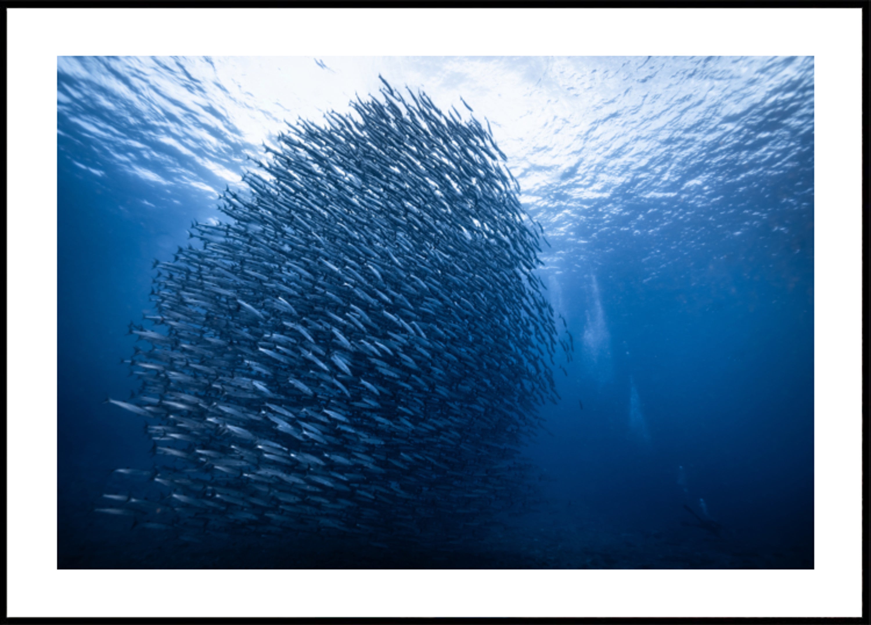 Escola de Peixe Azul Profundo