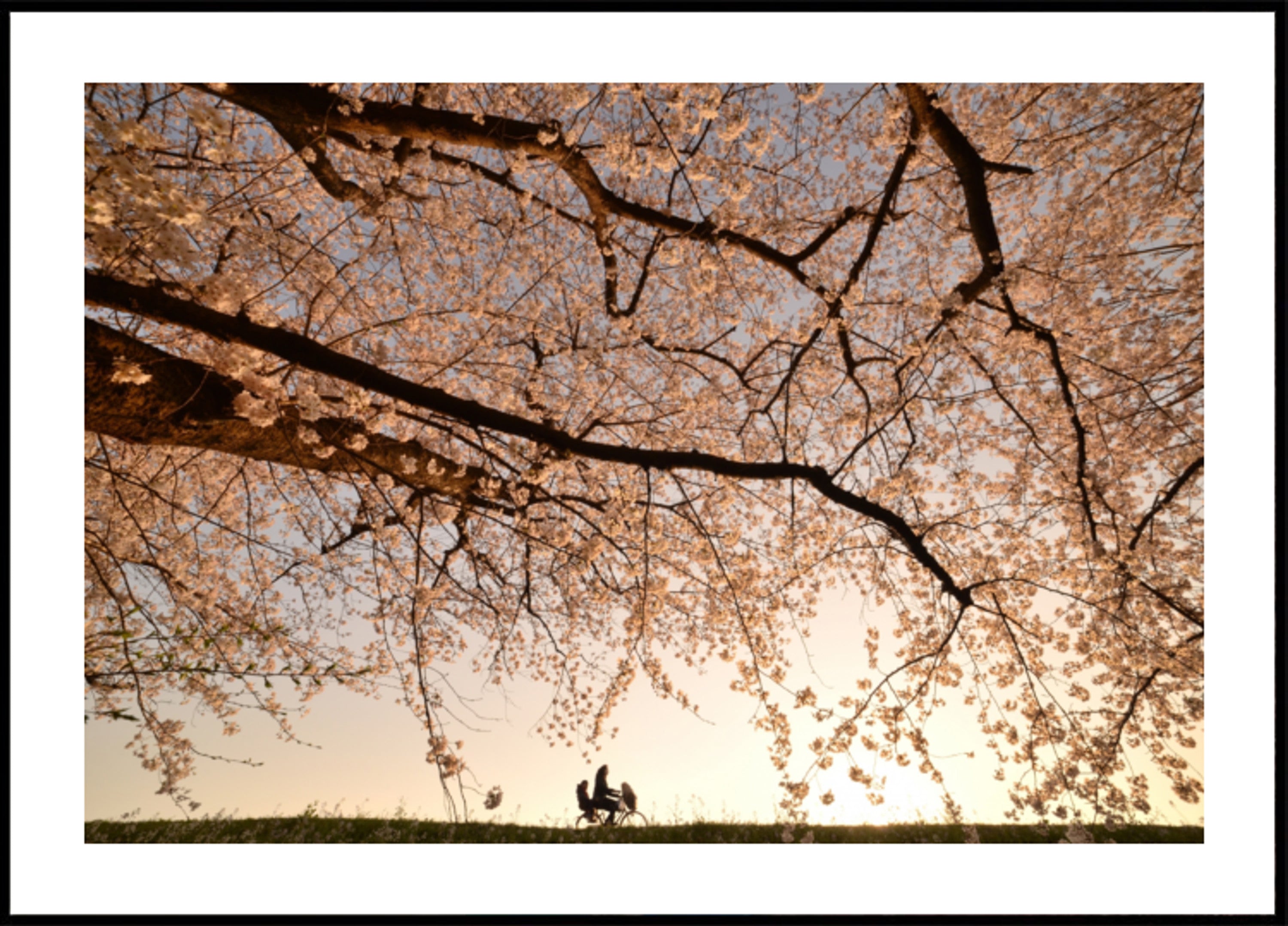 Passeio ao pôr do sol em flores de cerejeira